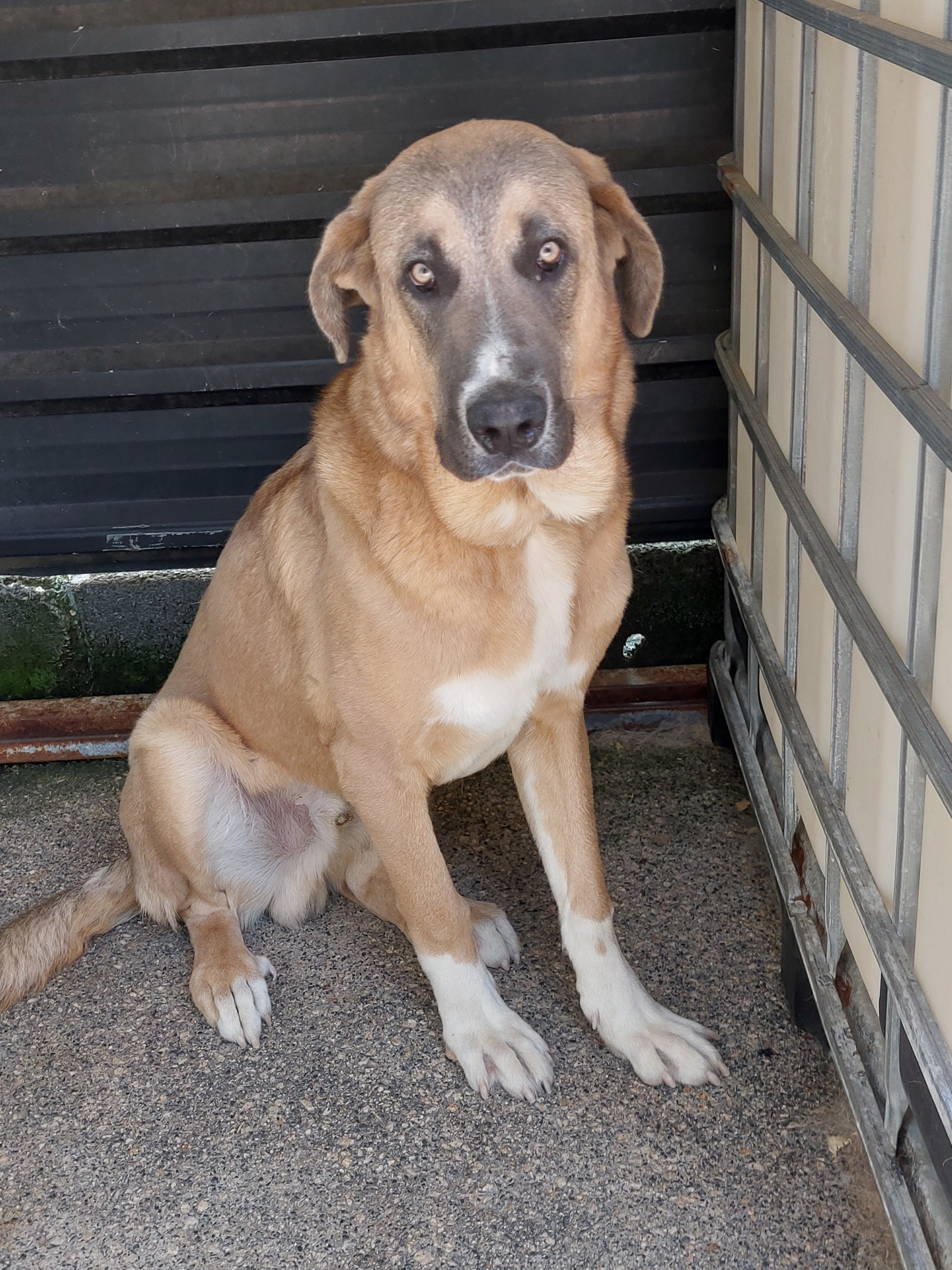 Bosco