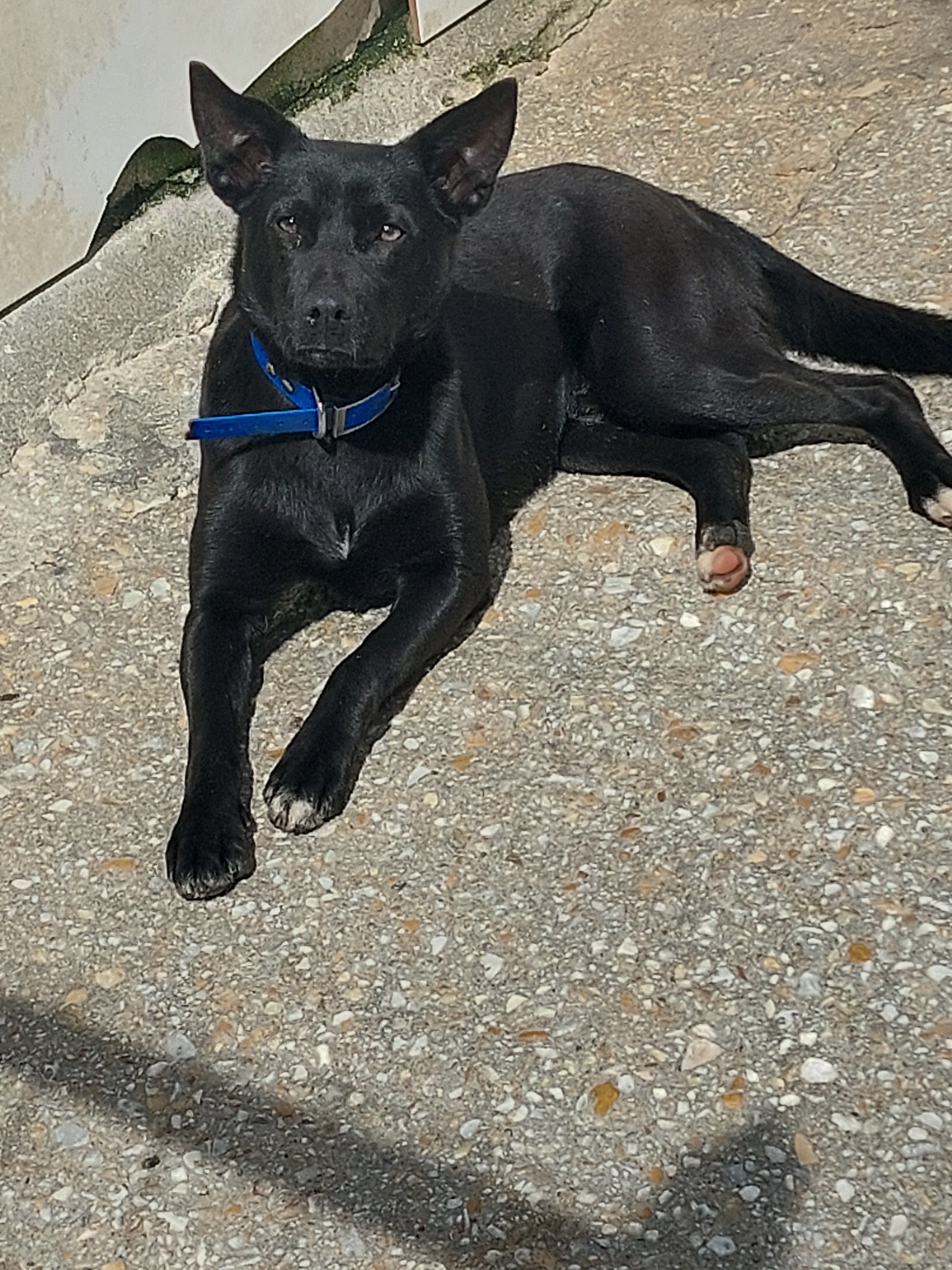 BOLT