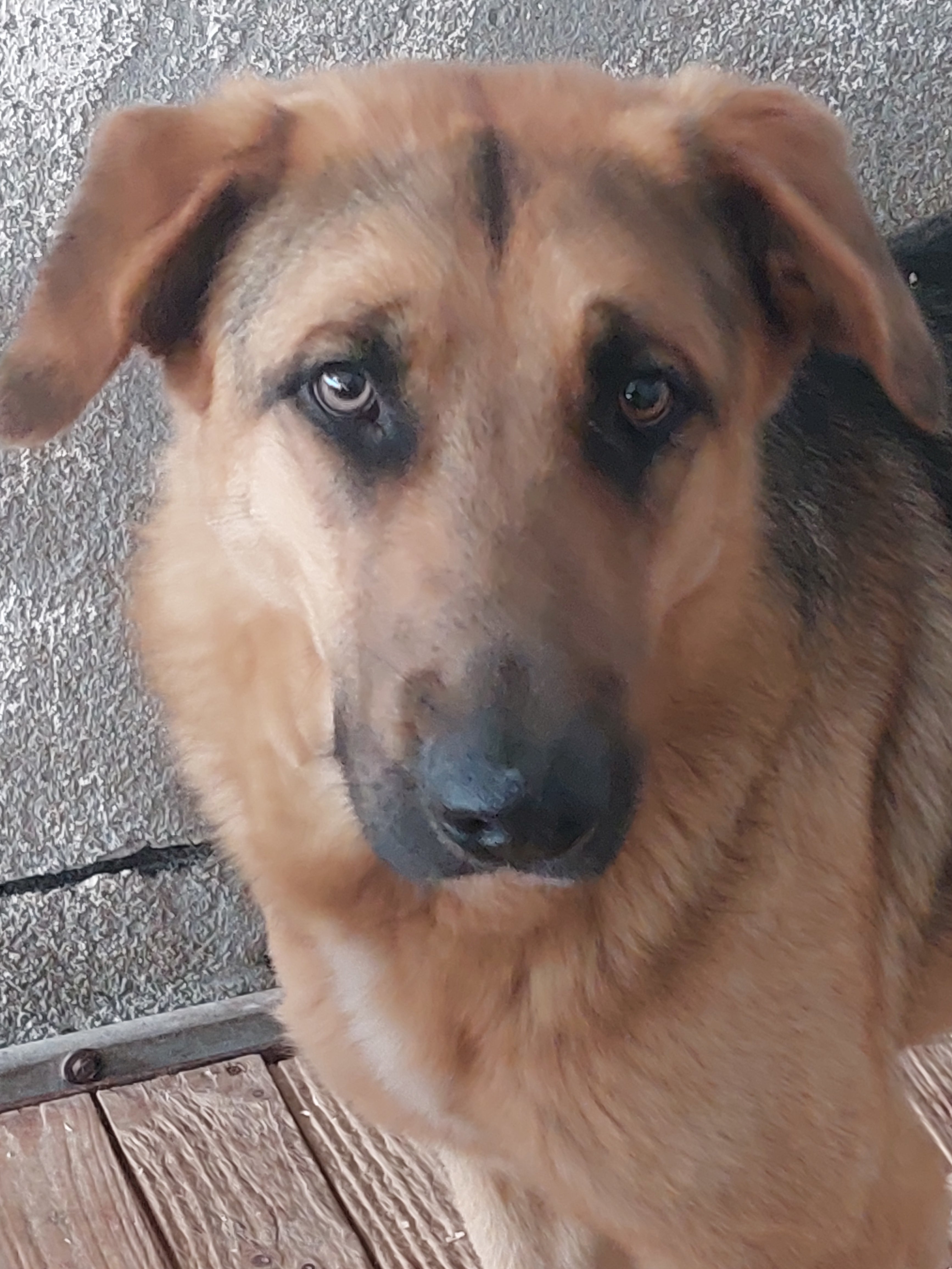 LAYLA