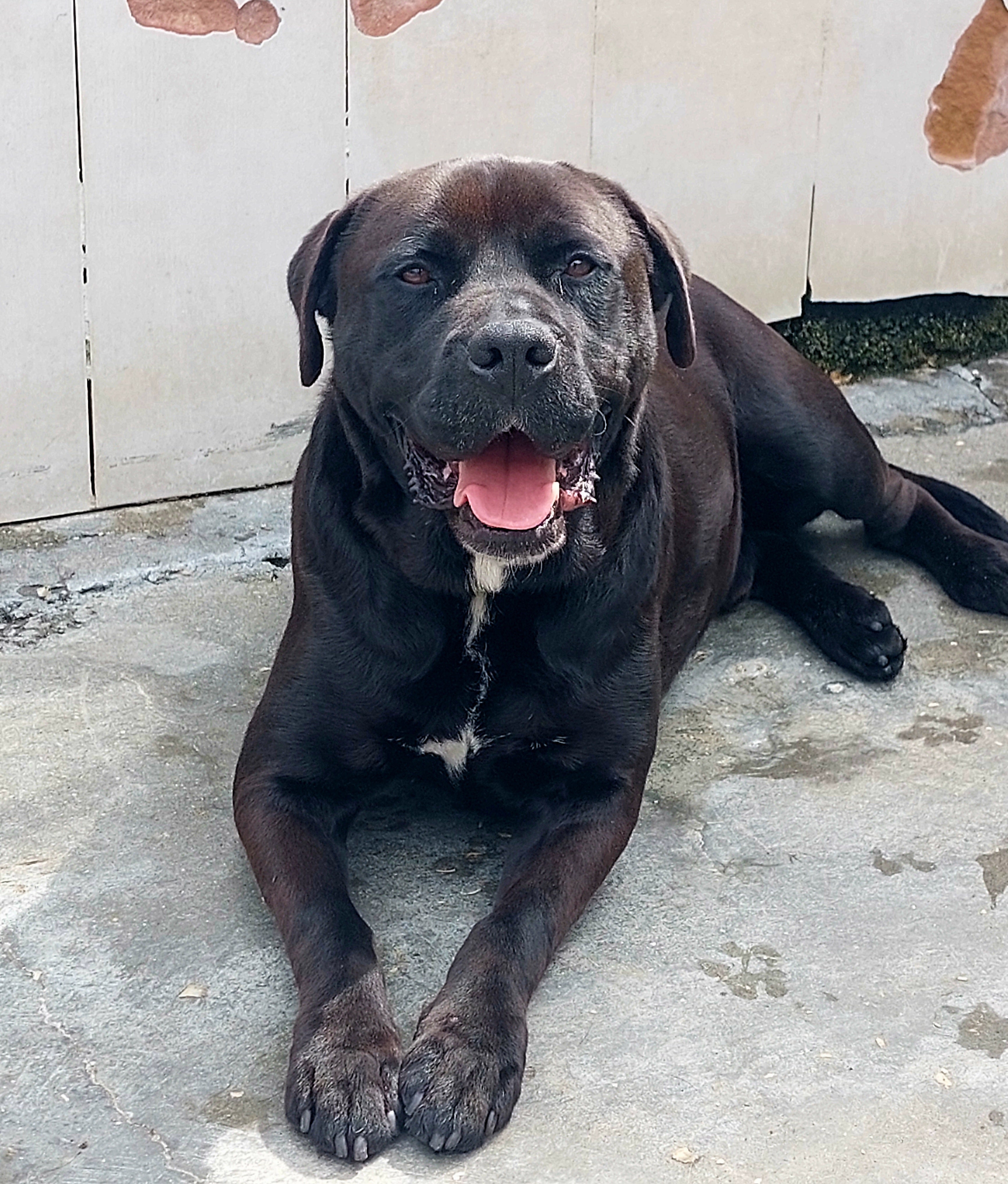 Ringo