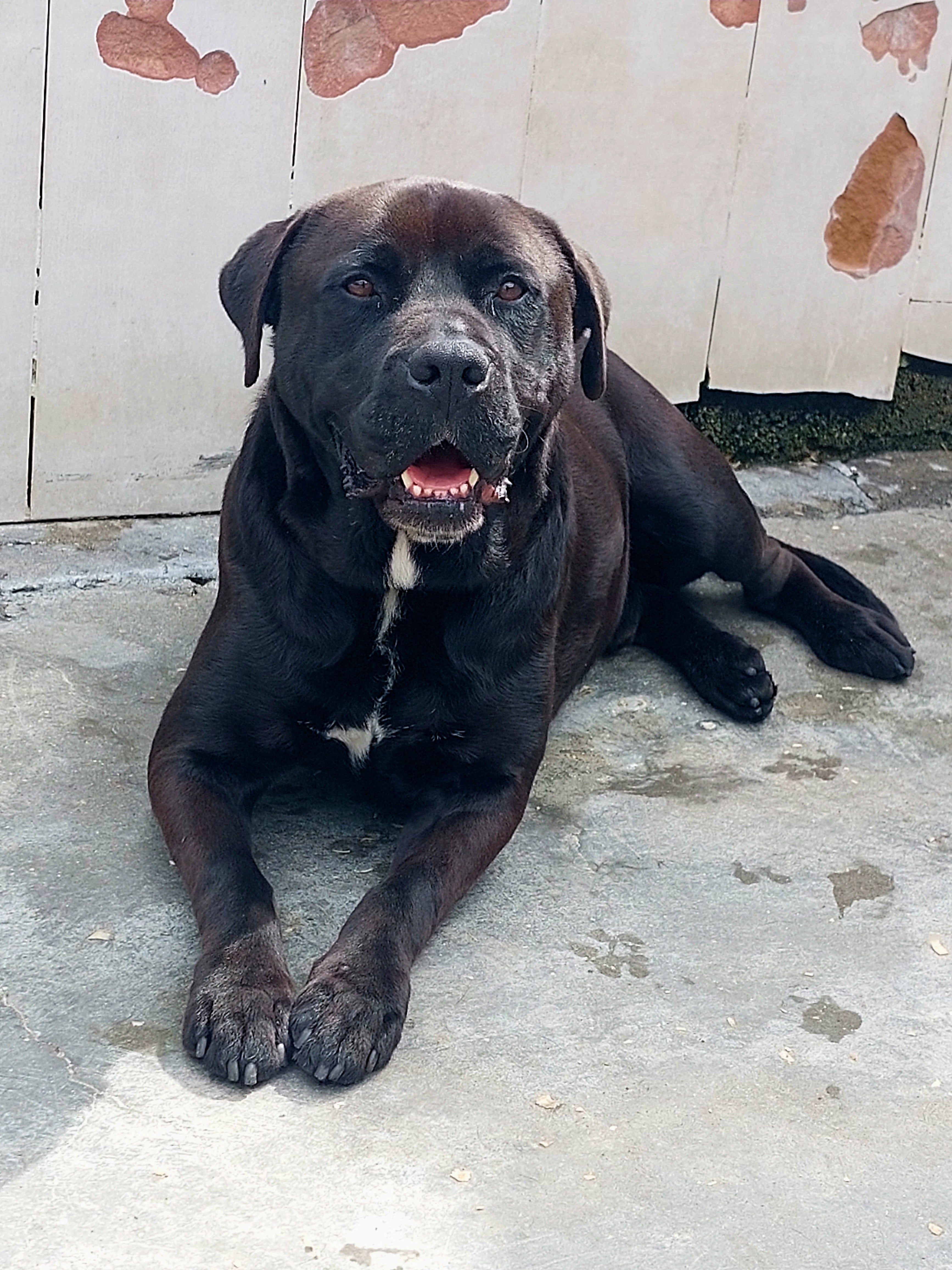 Ringo