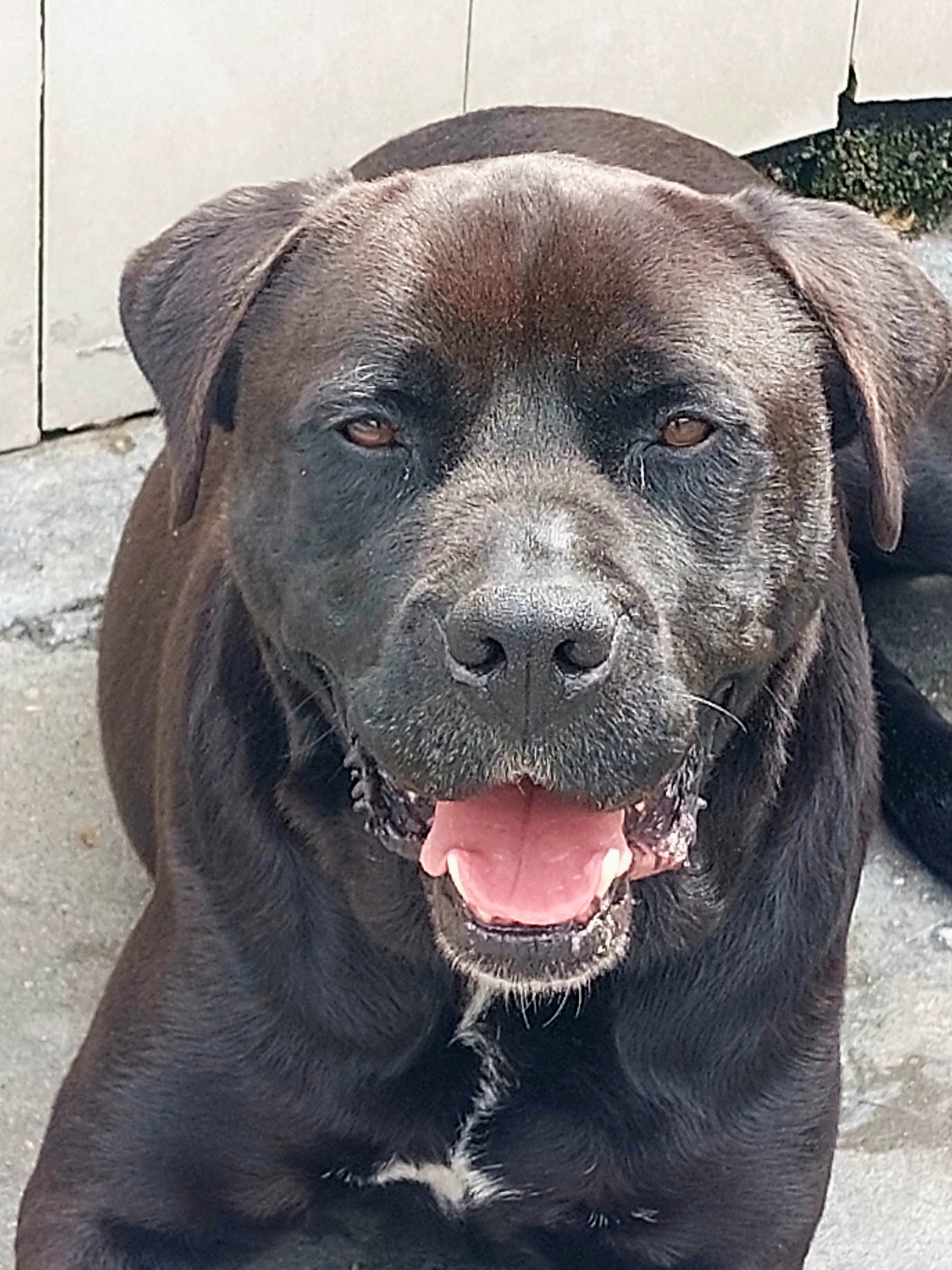 Ringo