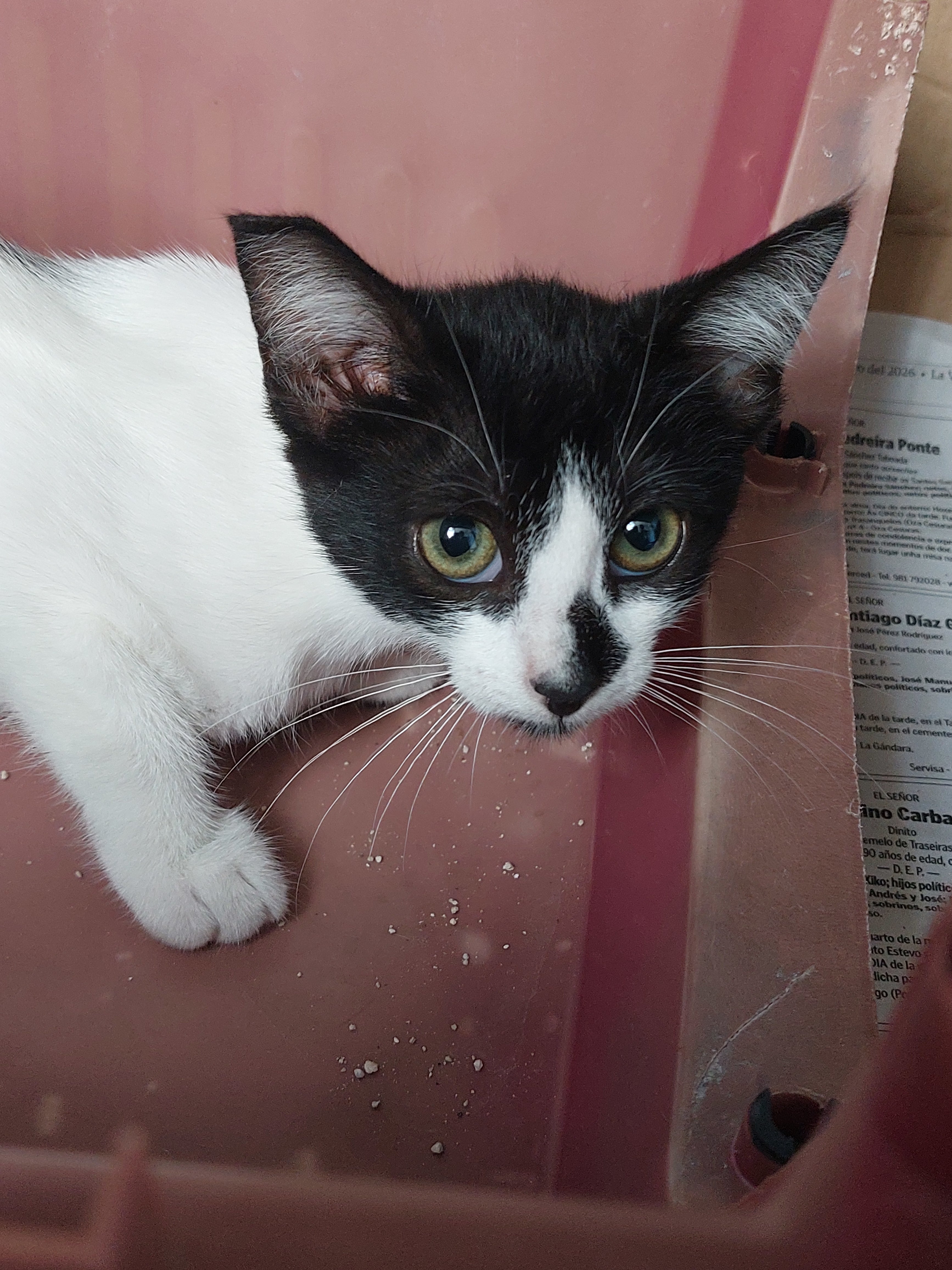 FLORENCIA(pre adoptada)