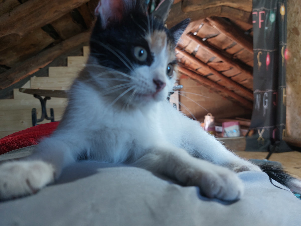Pomba 5