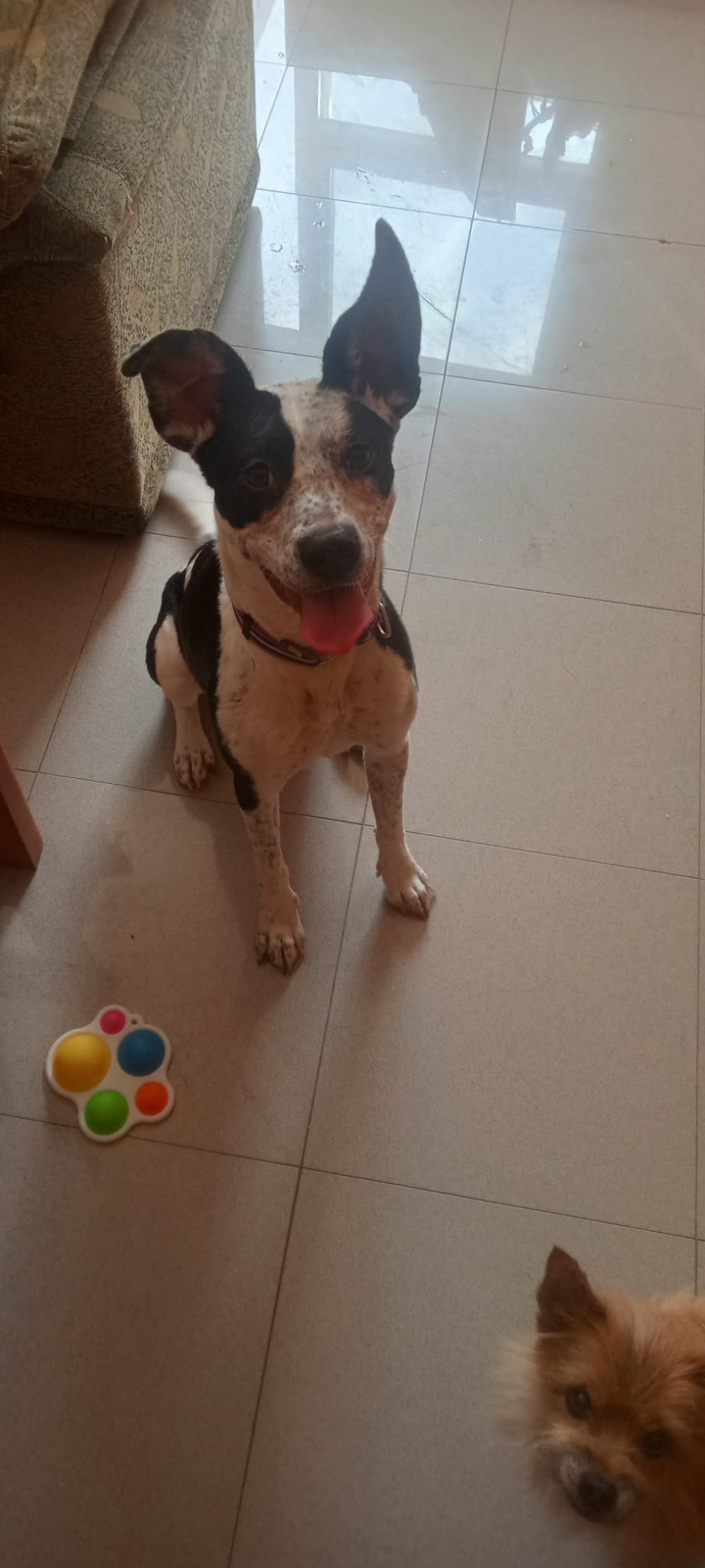 DORA