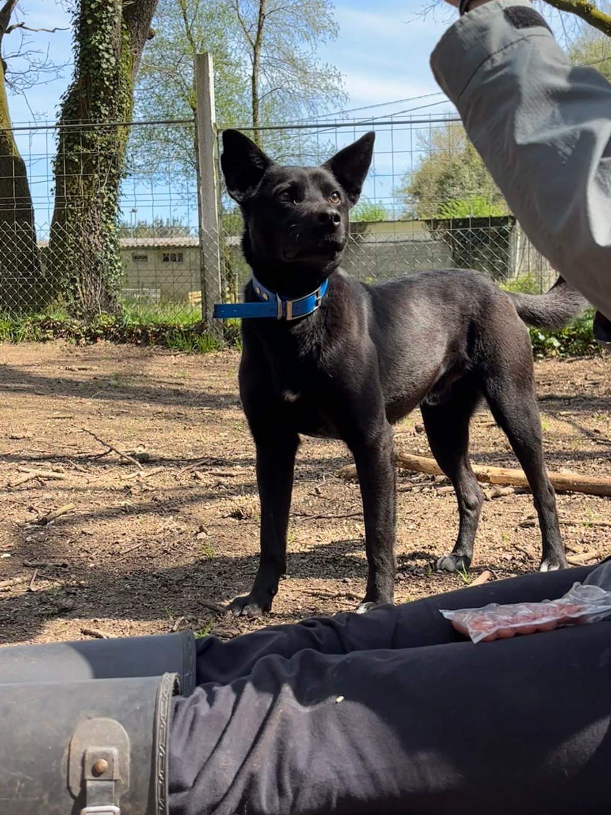 BOLT