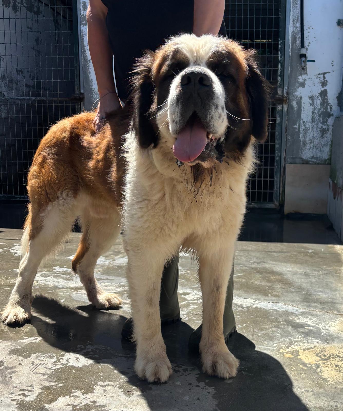 NÉBOA