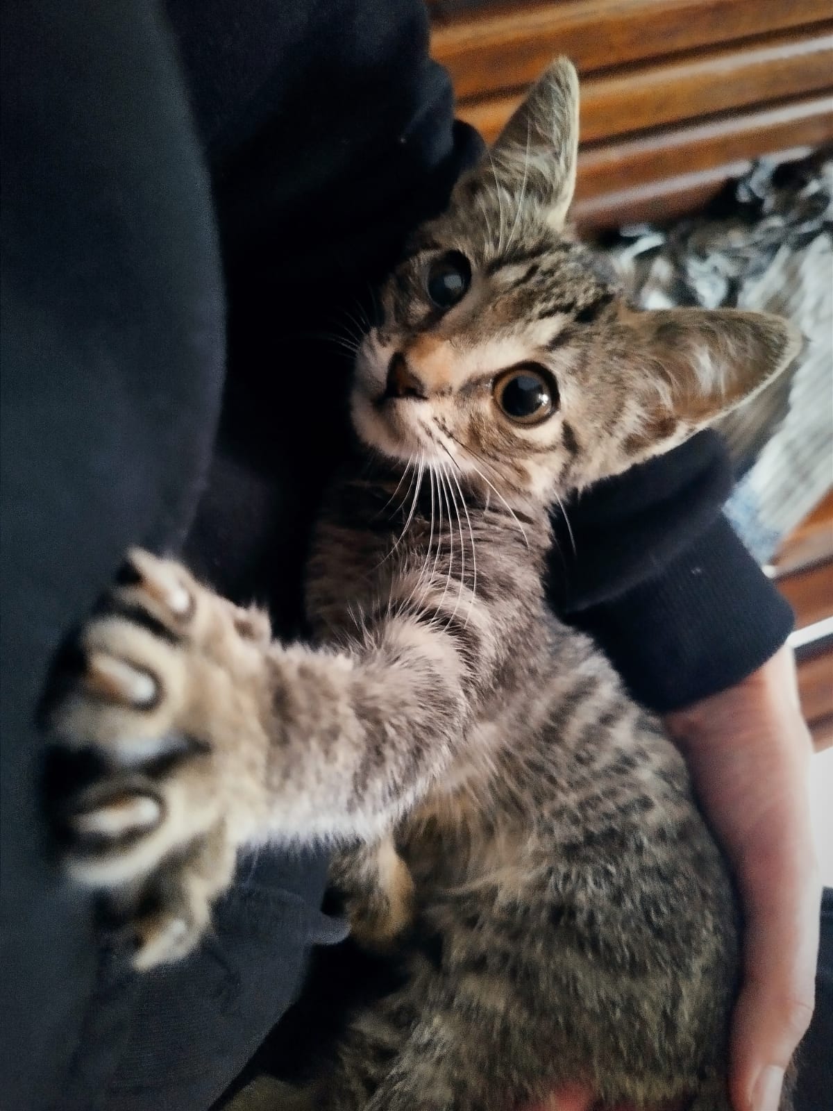PATATITA