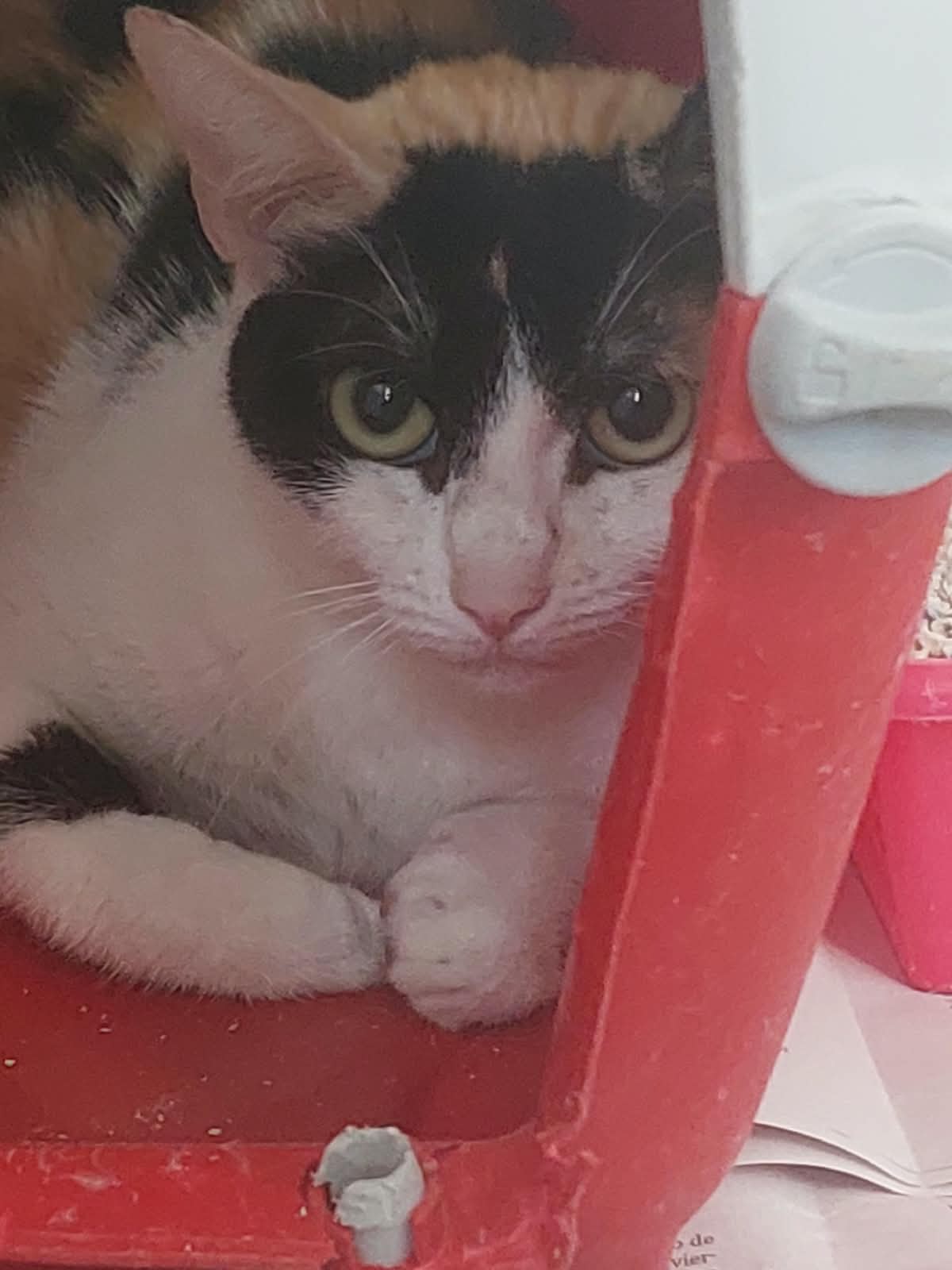 Pintora