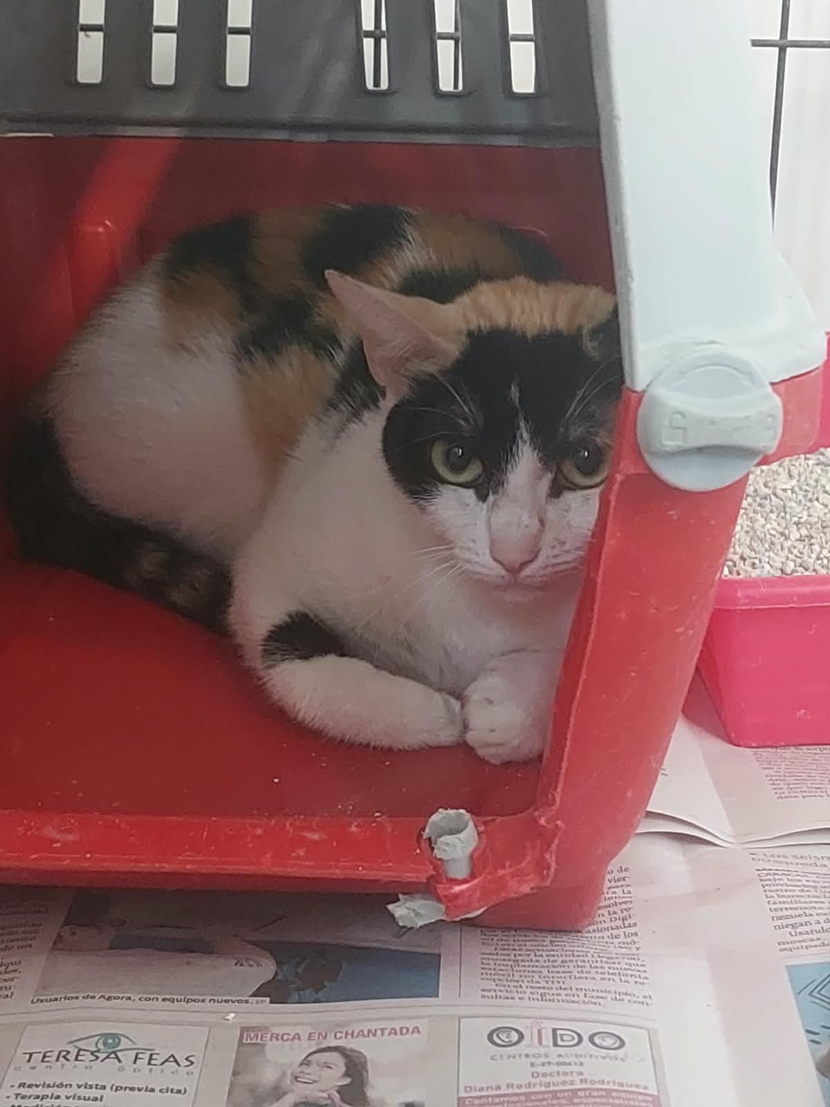 Pintora