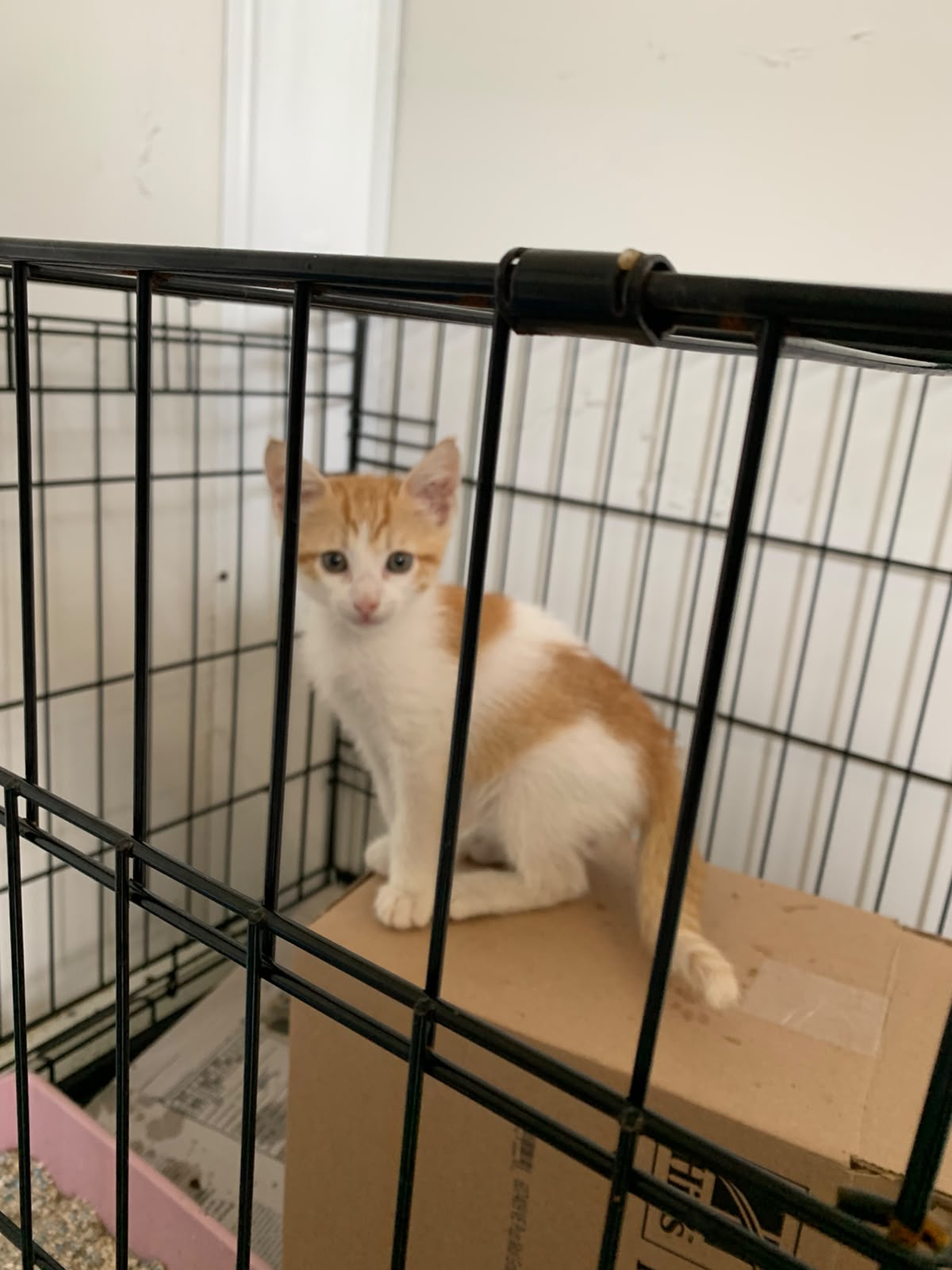 PIMIENTA
