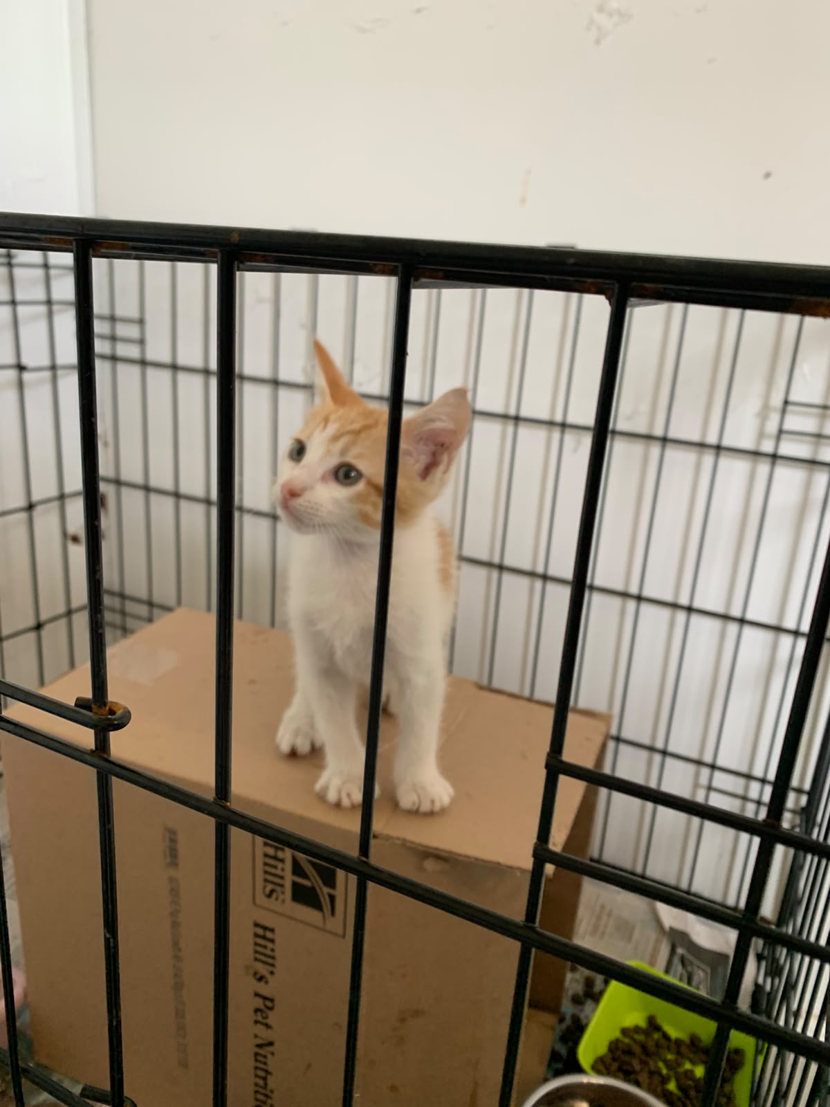 PIMIENTA