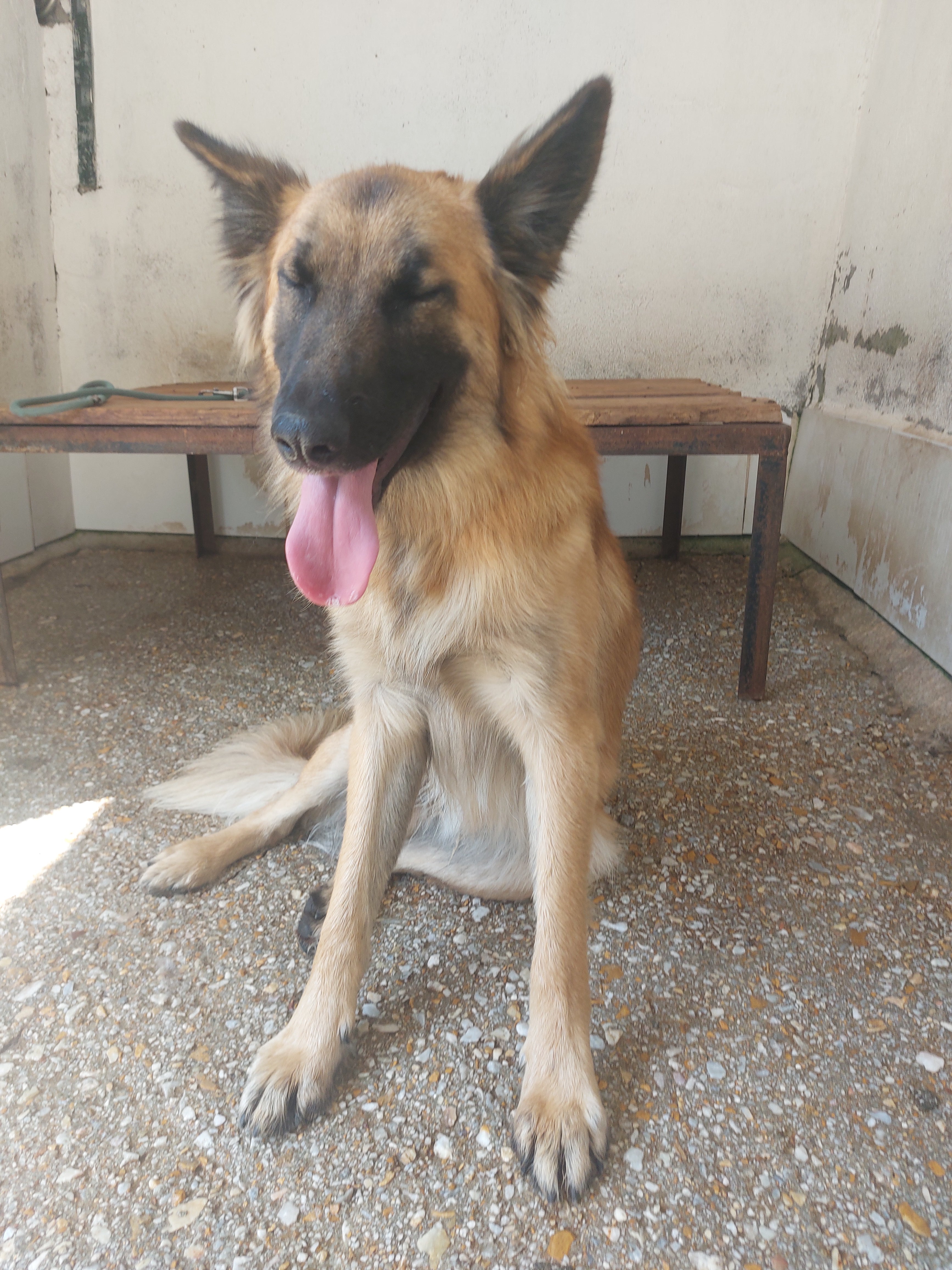 Macareno