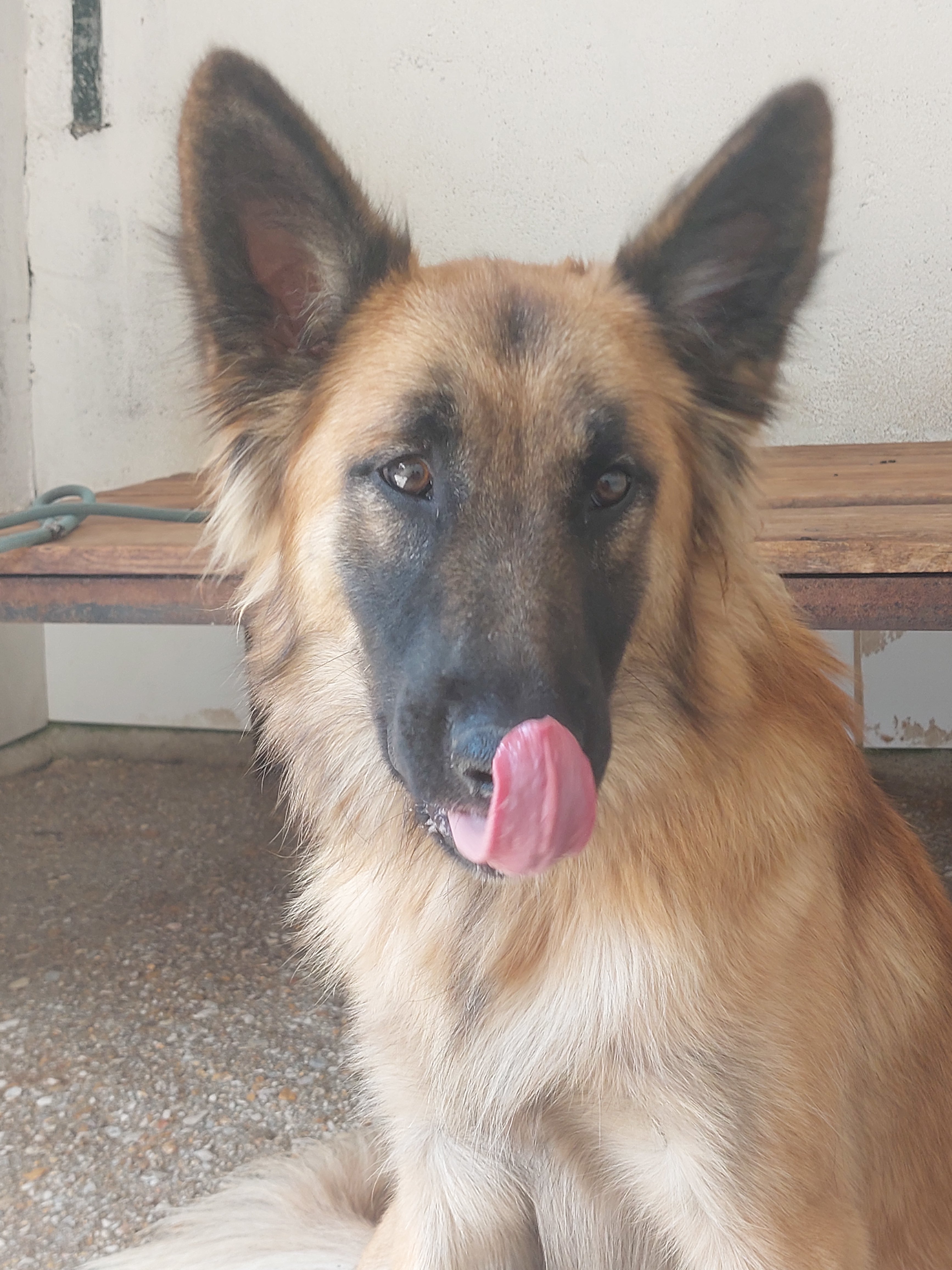 Macareno