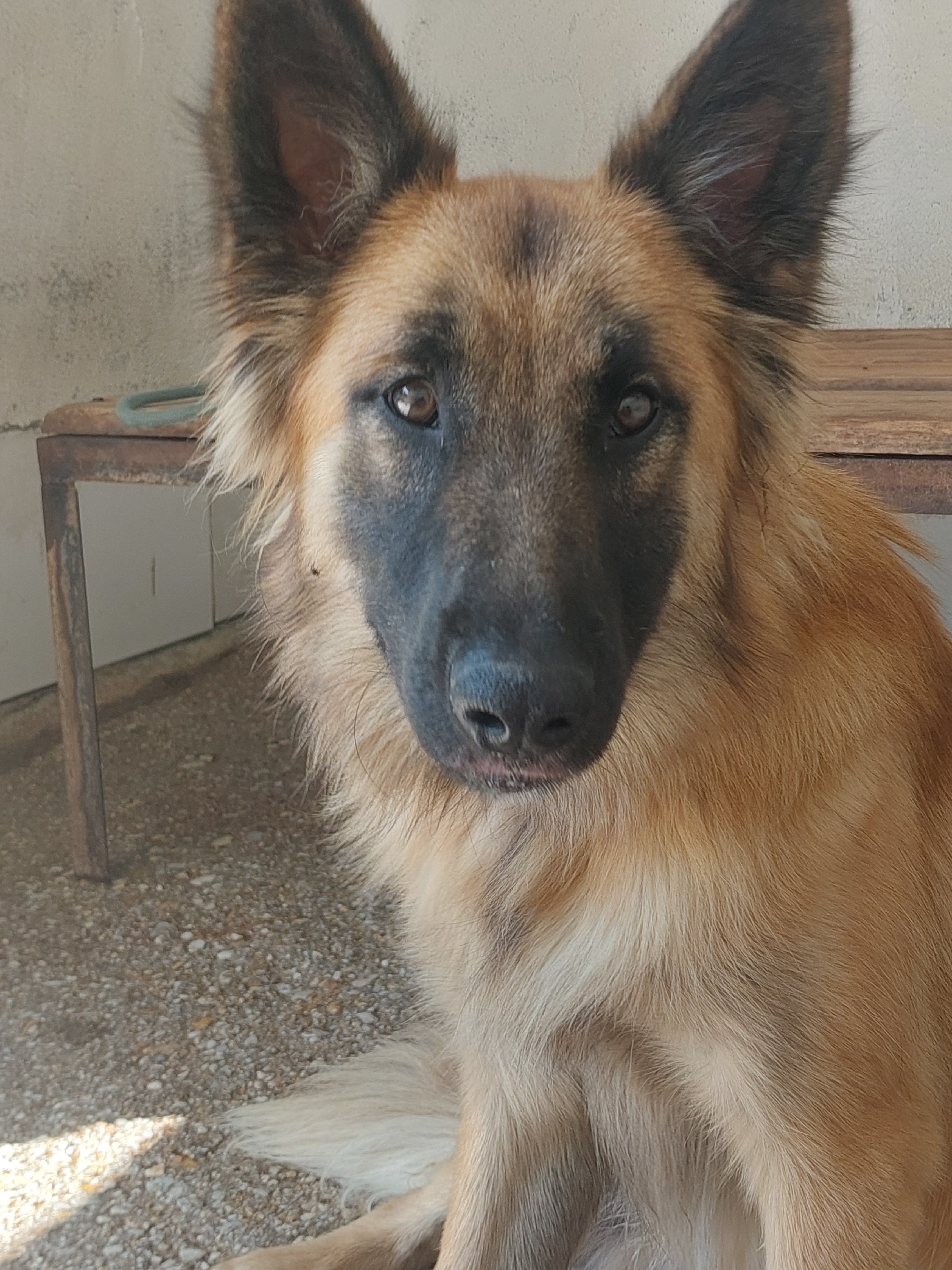 Macareno
