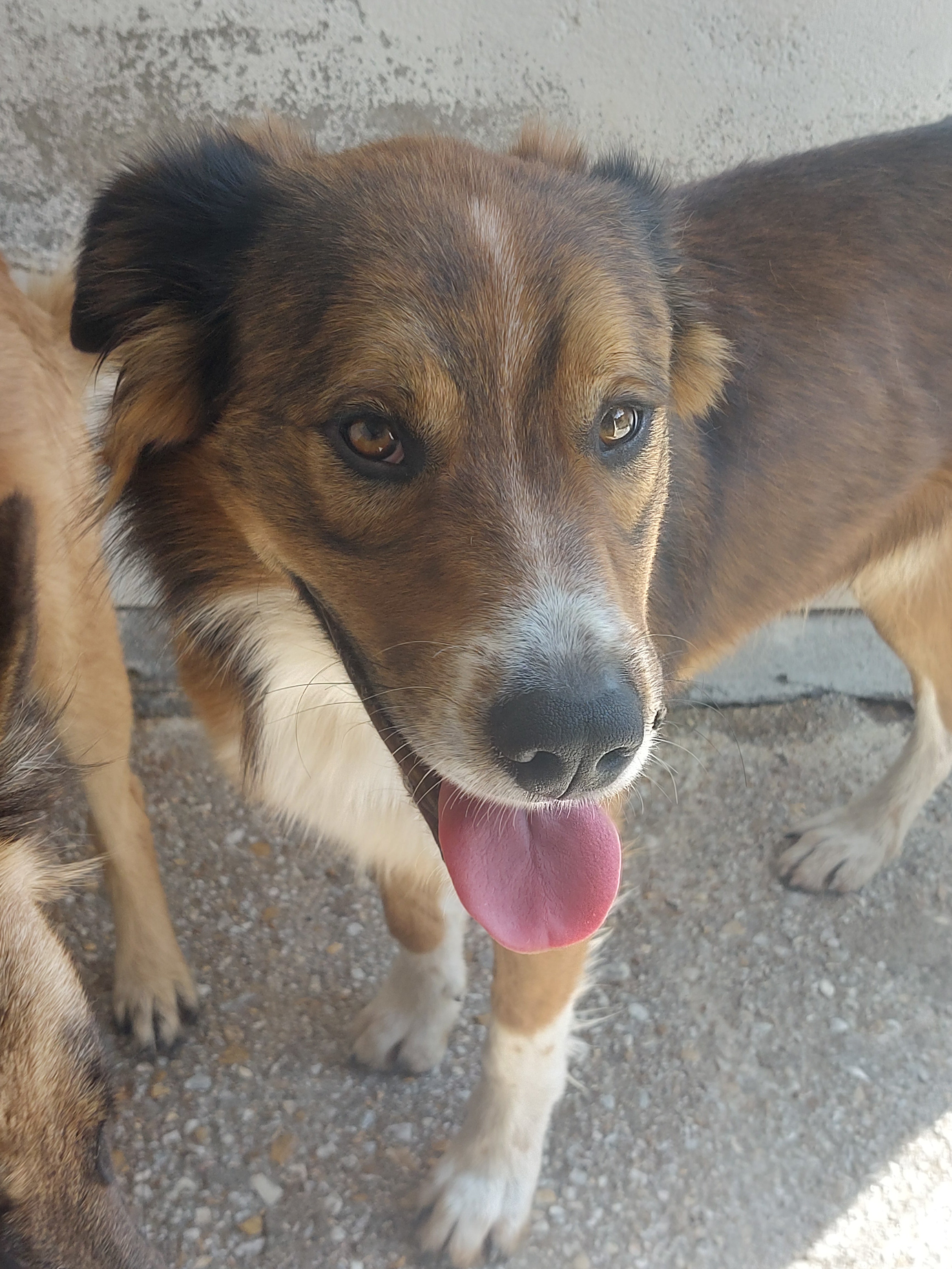 Turco[pre adoptado]