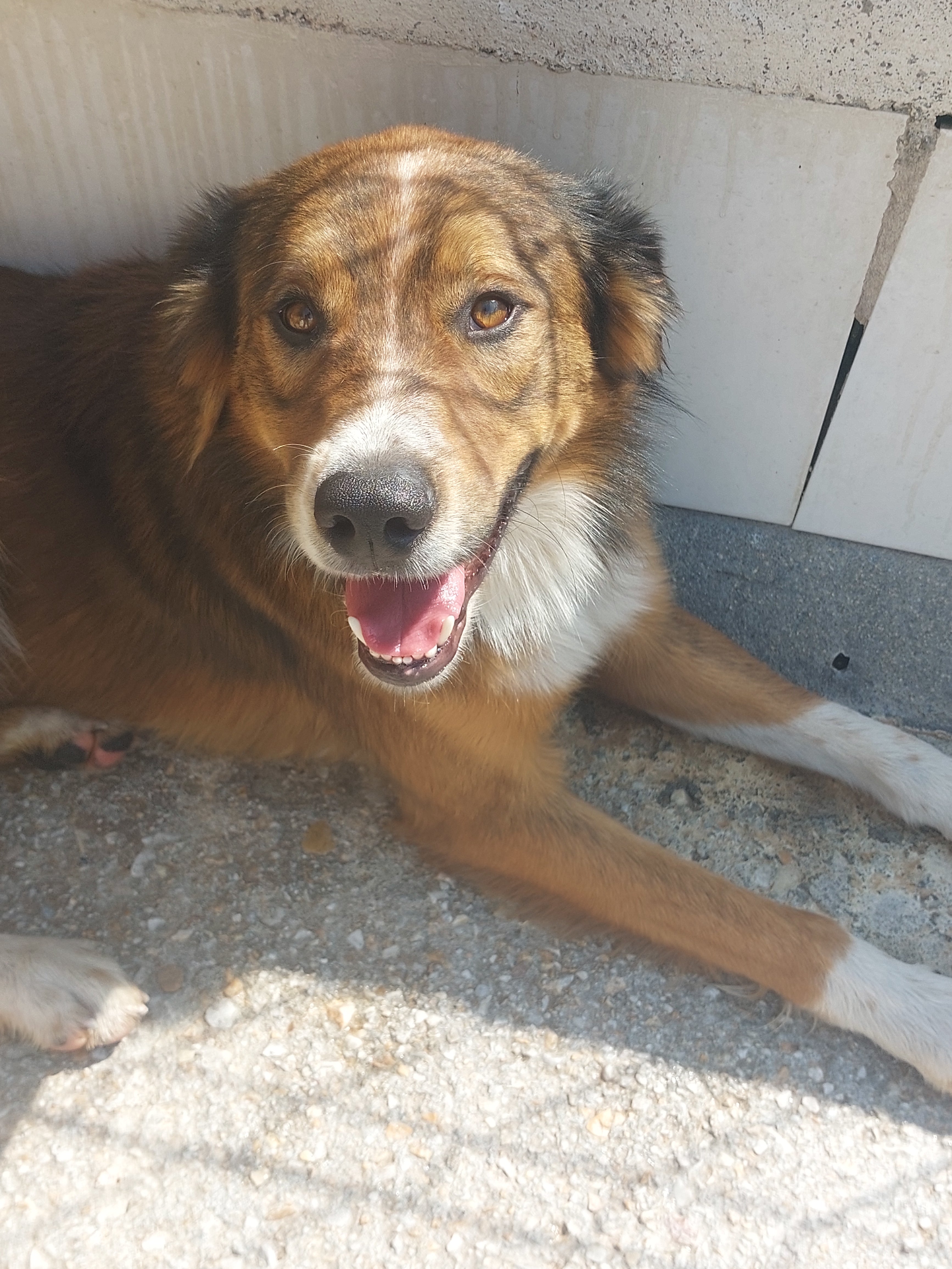 Turco[pre adoptado]