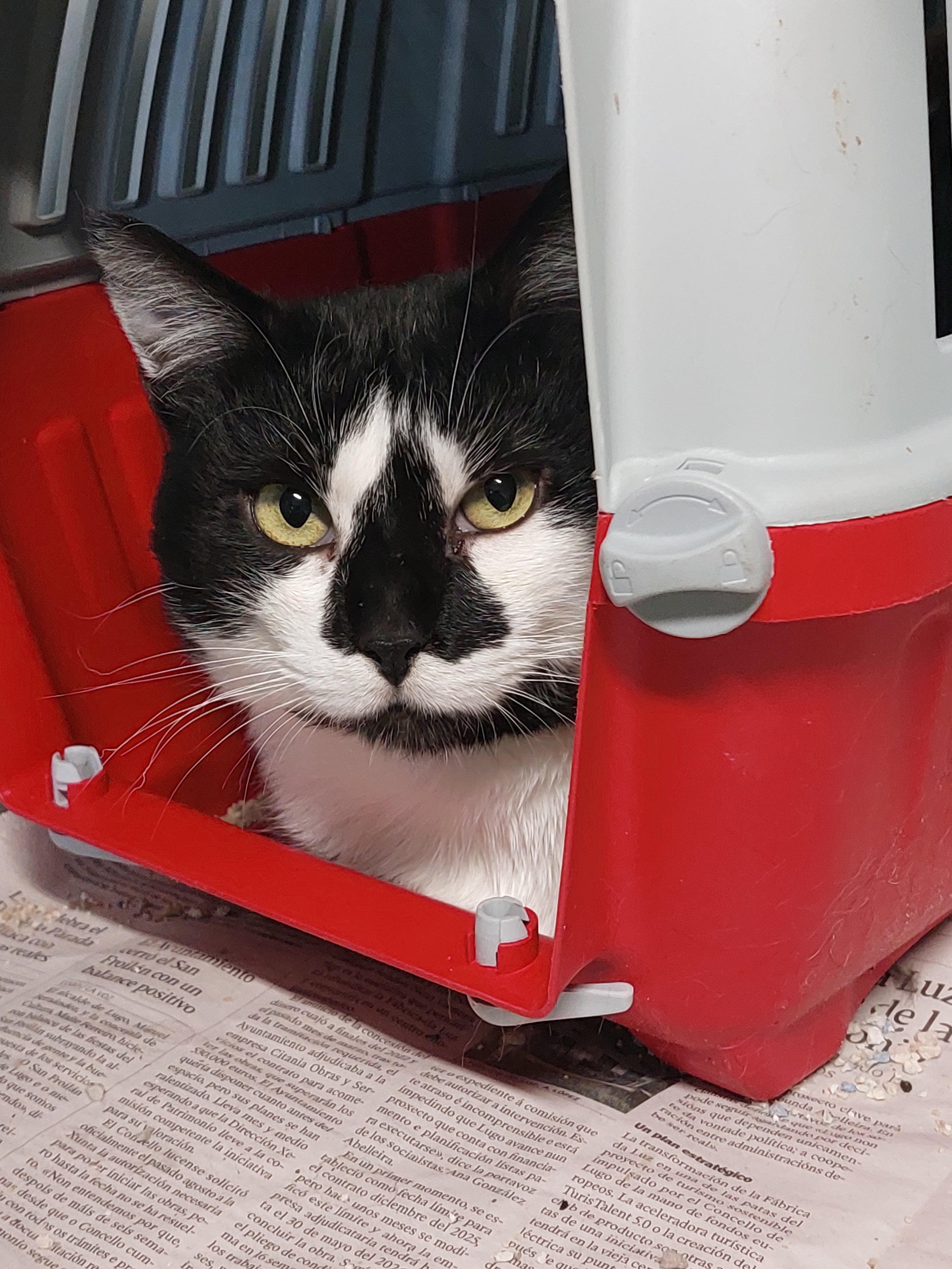 BIDUEIRO[ pre adoptado]