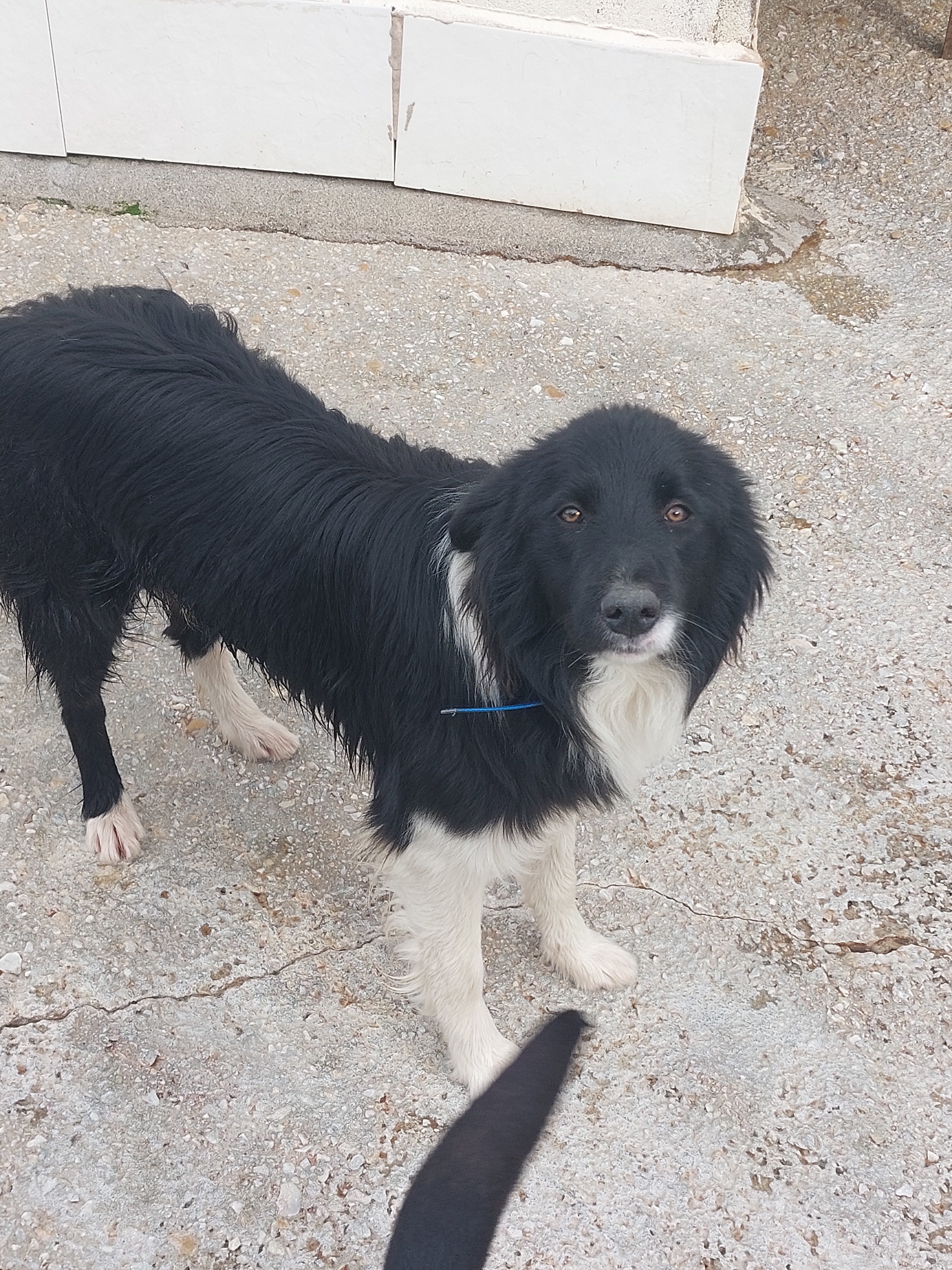 JORGE[ pre adoptado]