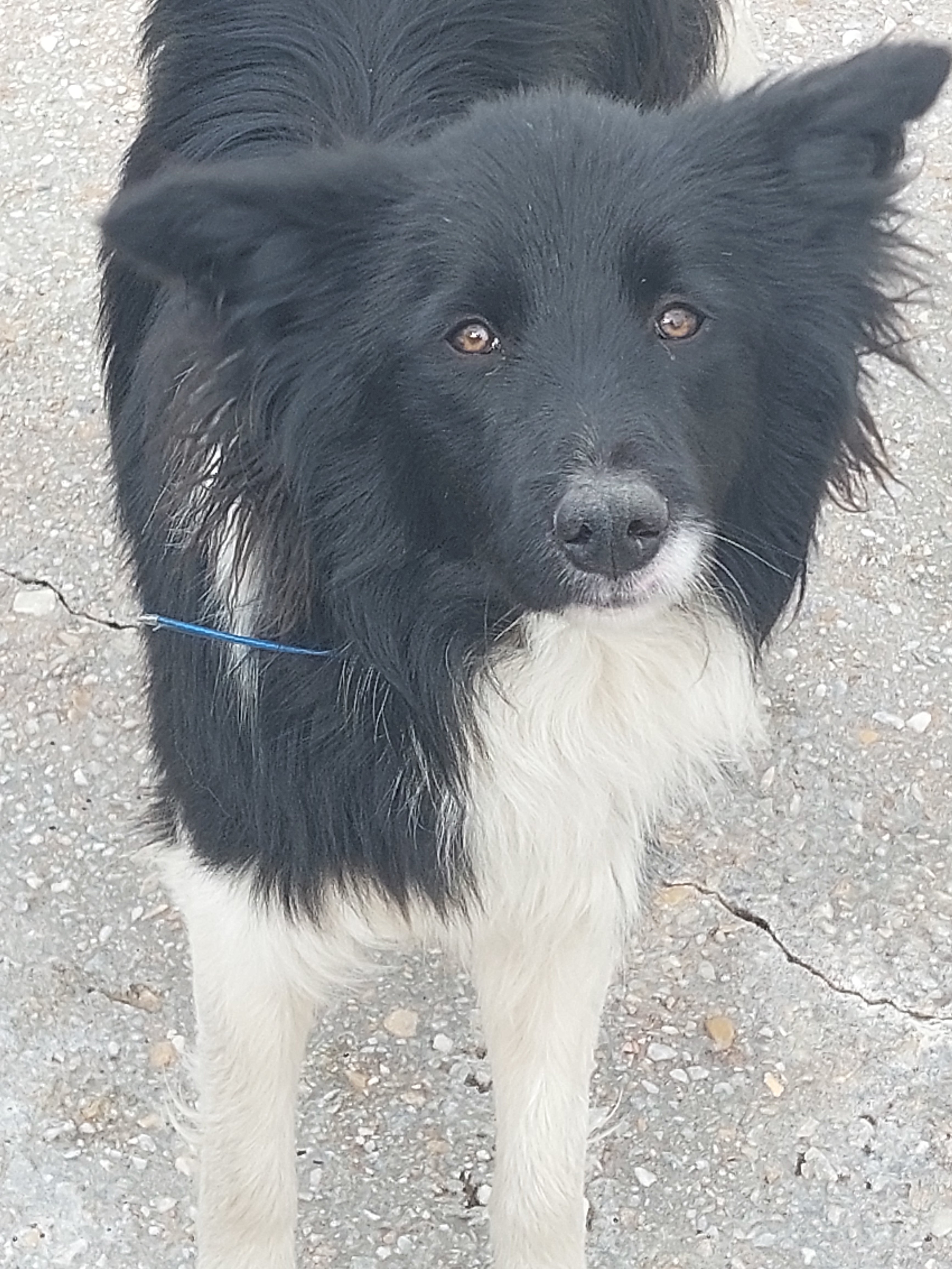 JORGE[ pre adoptado]