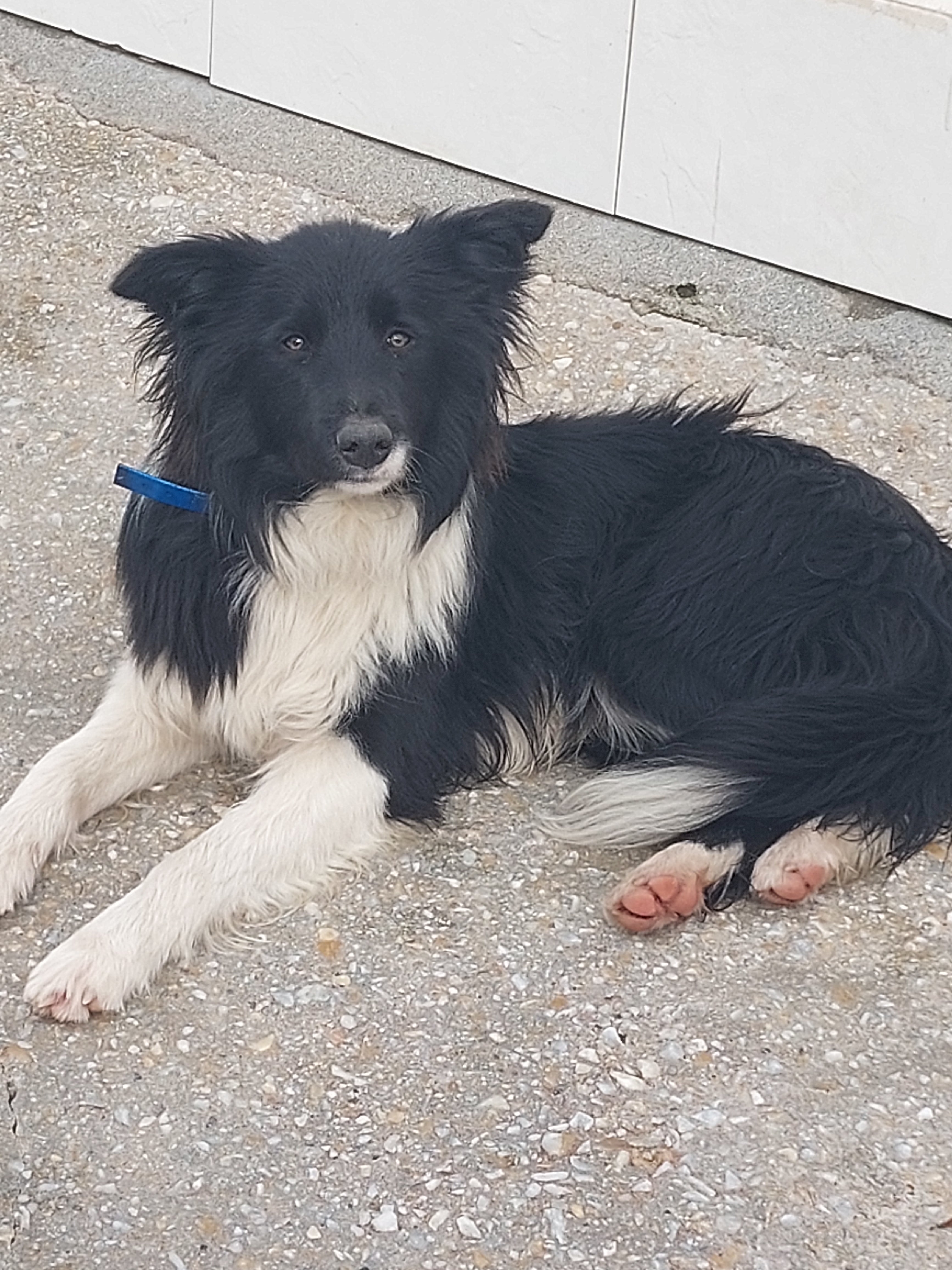 JORGE[ pre adoptado]