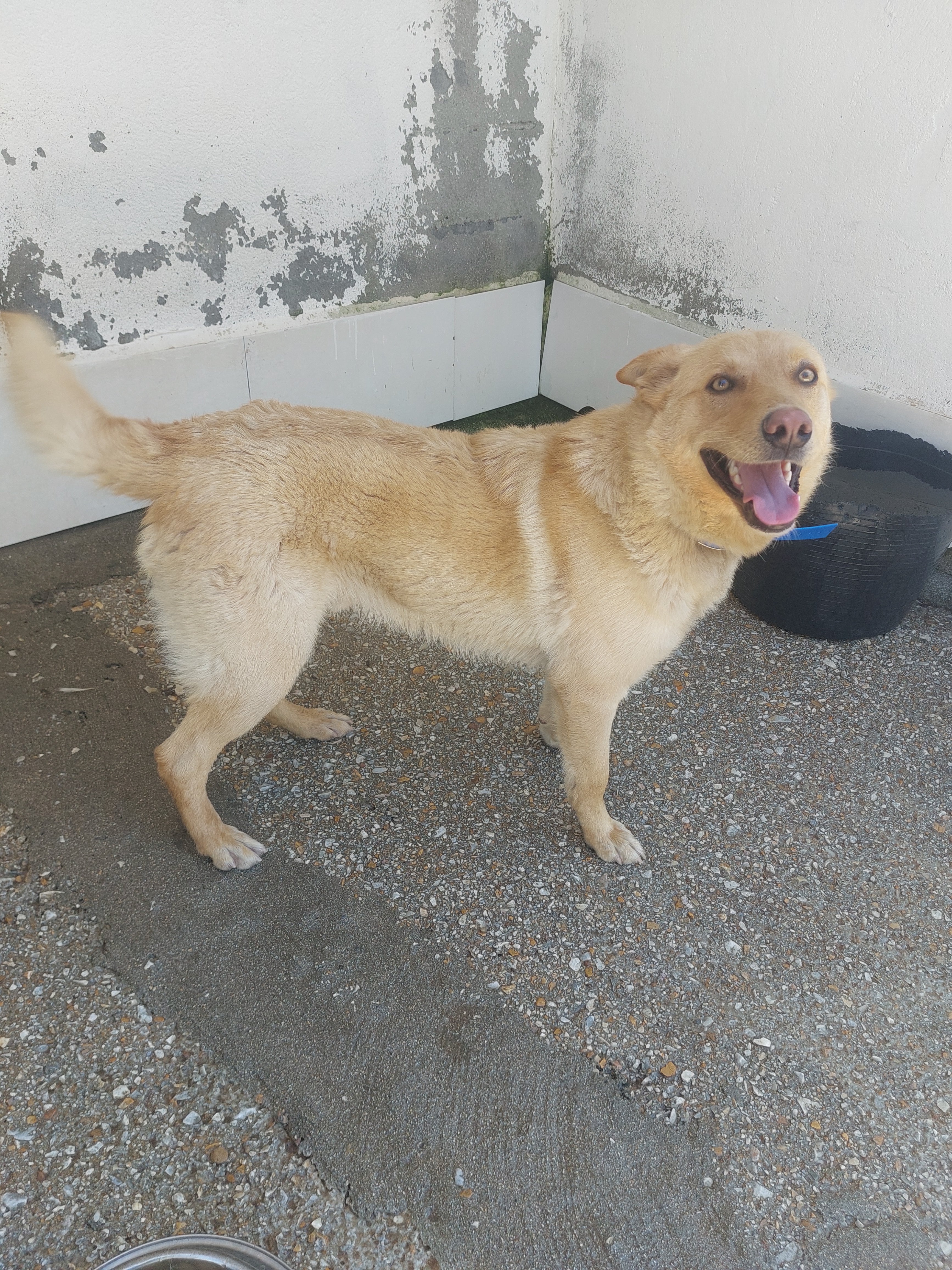 GAIBOR [ pre adoptado]