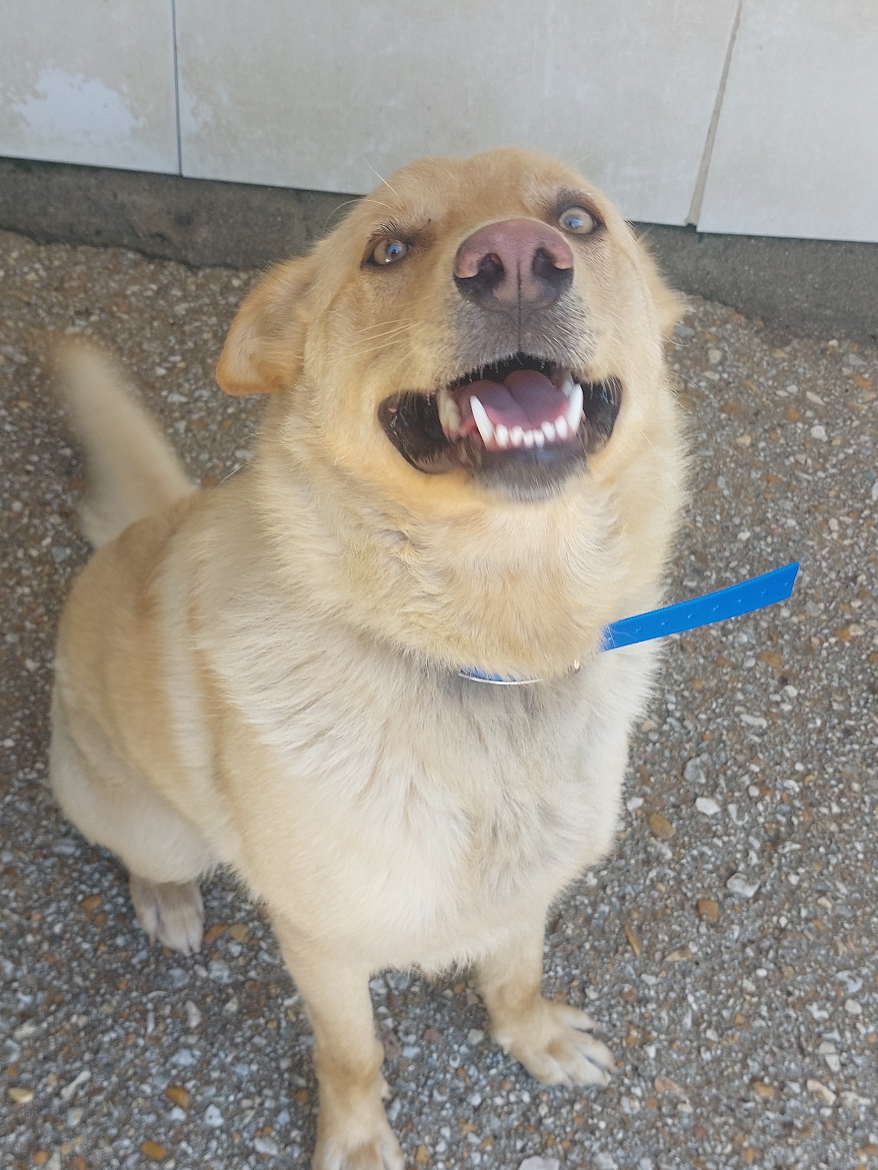 GAIBOR [ pre adoptado]