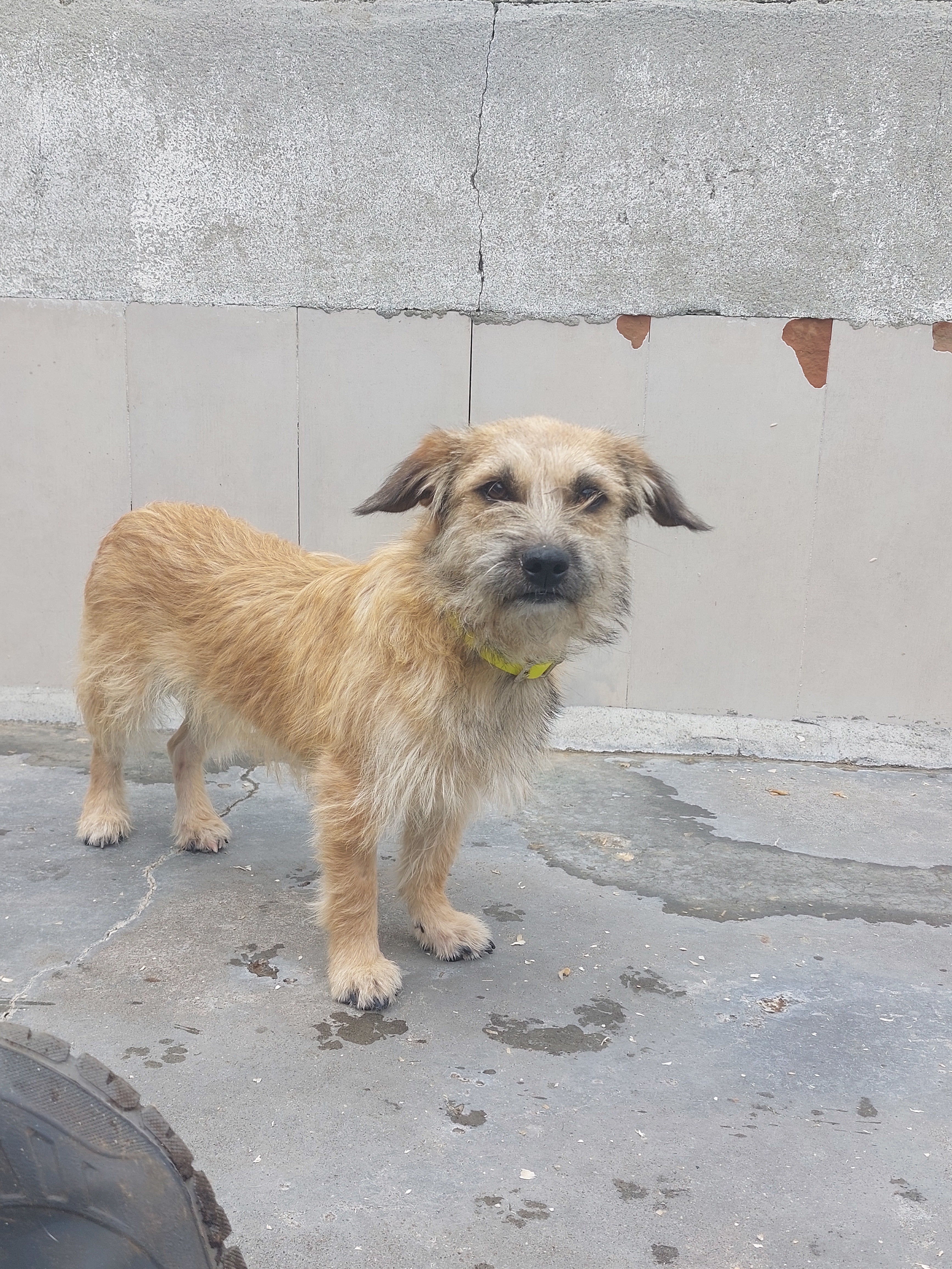 PARDA[ pre adoptada]