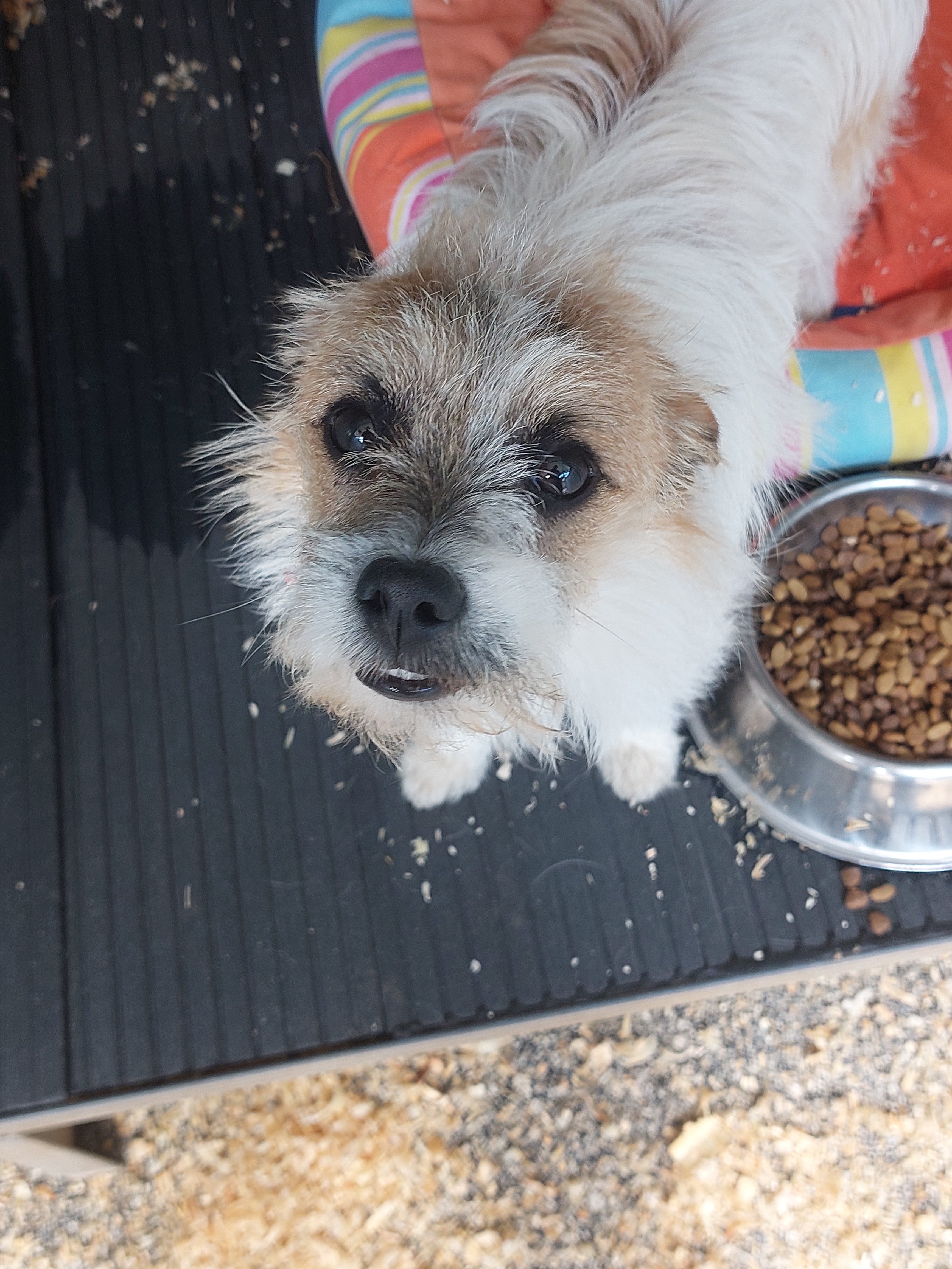 Rusty[pre adoptado]