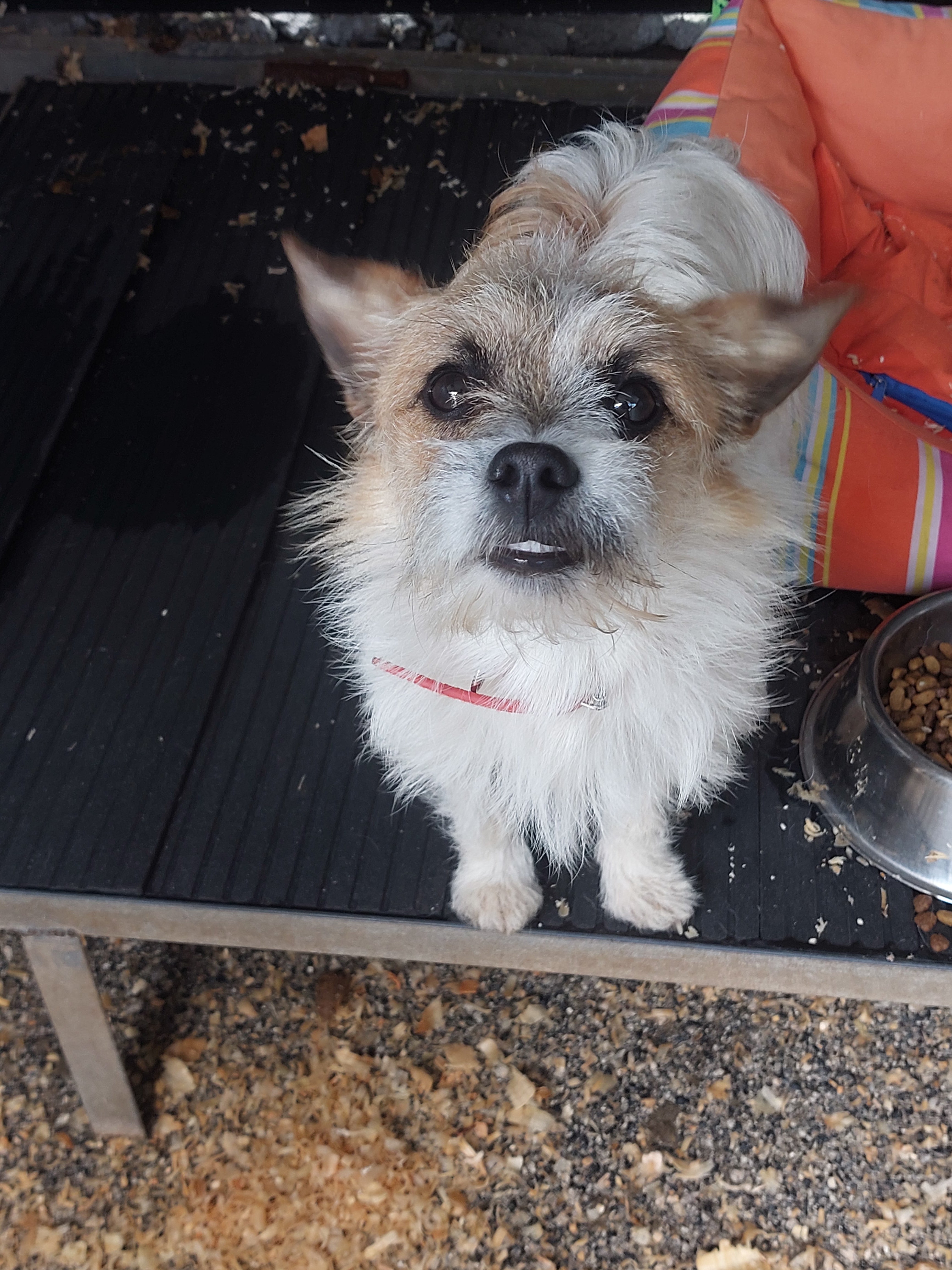 Rusty[pre adoptado]
