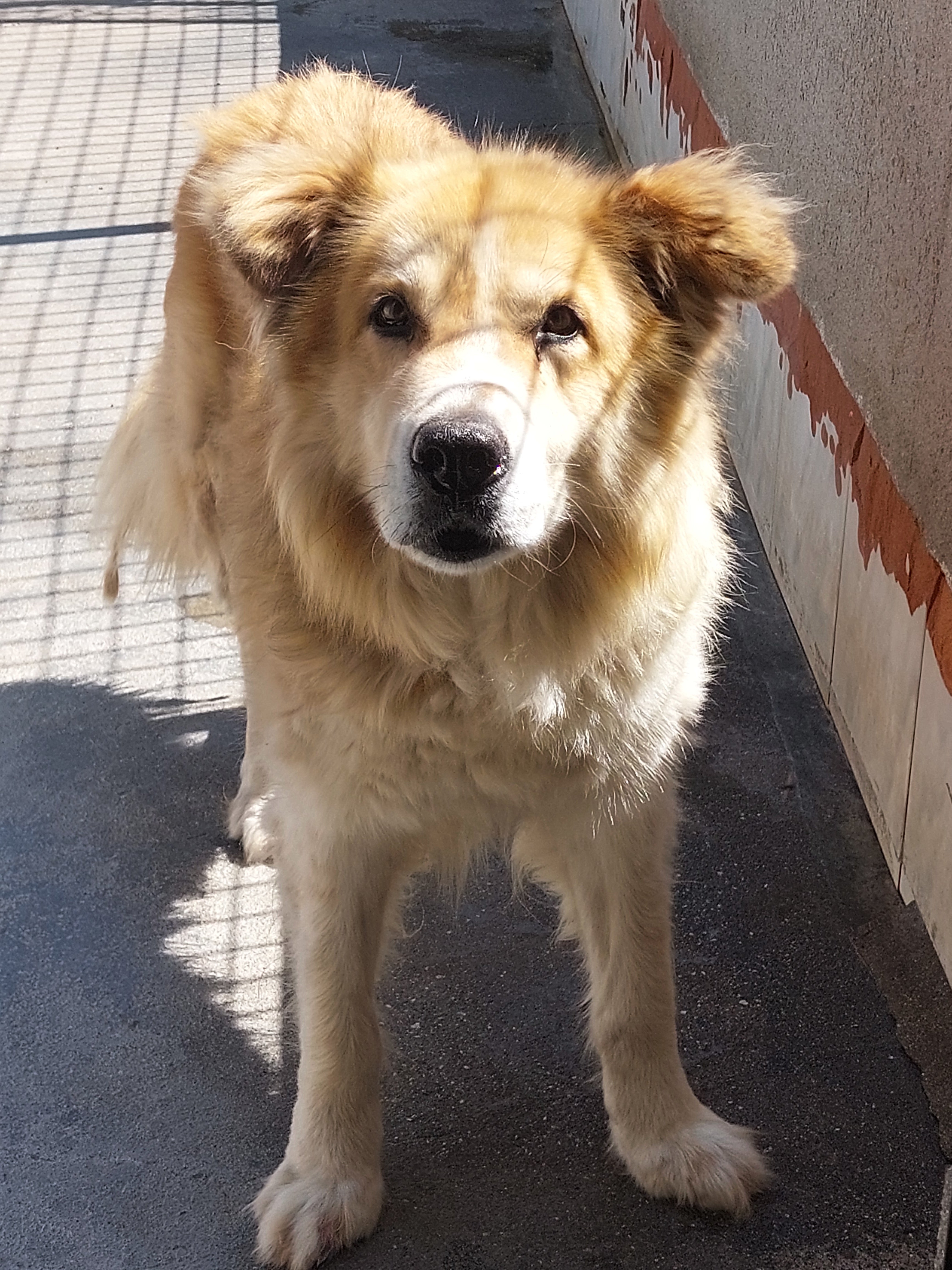 BRUNO
