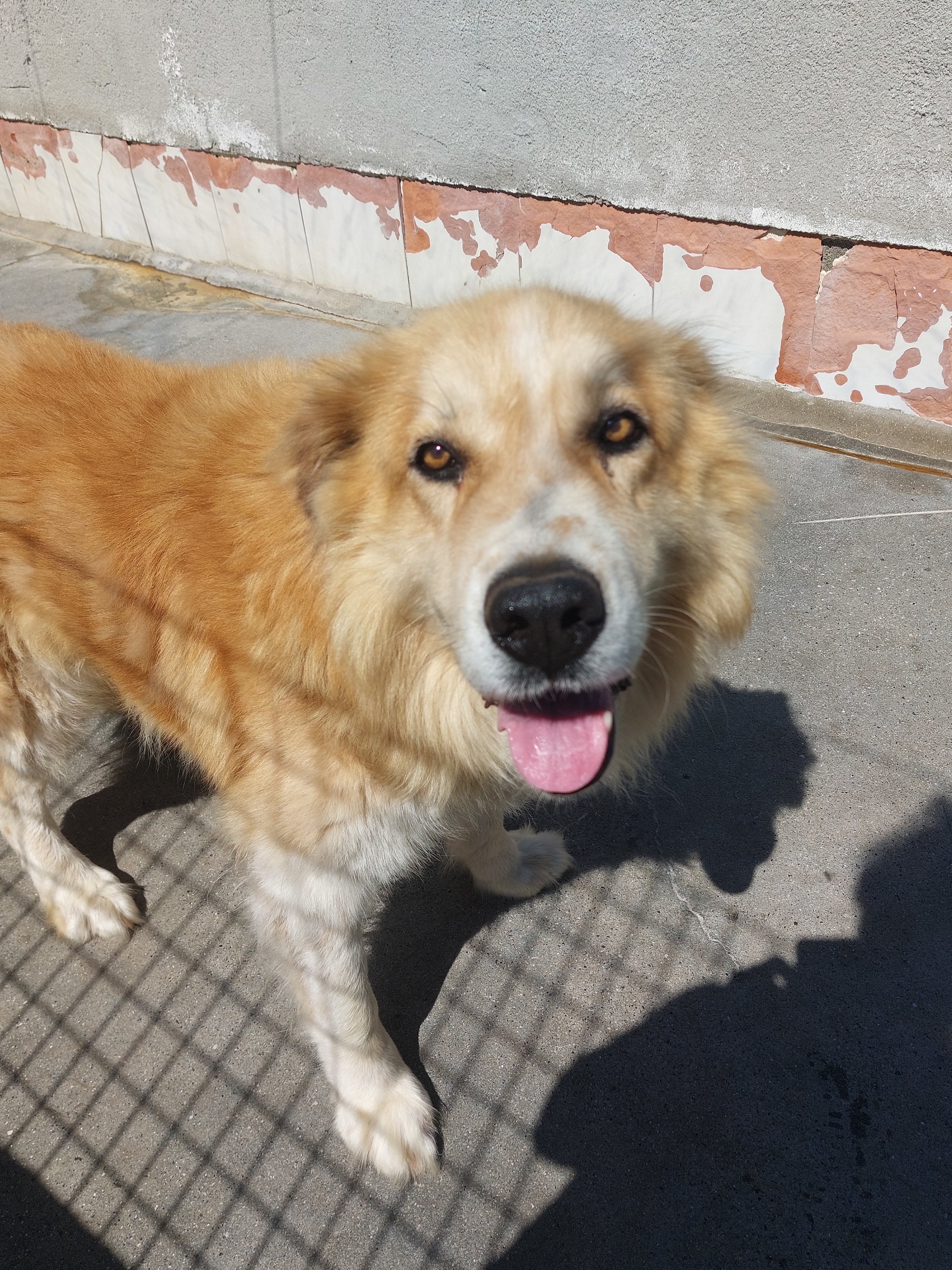 BRUNO