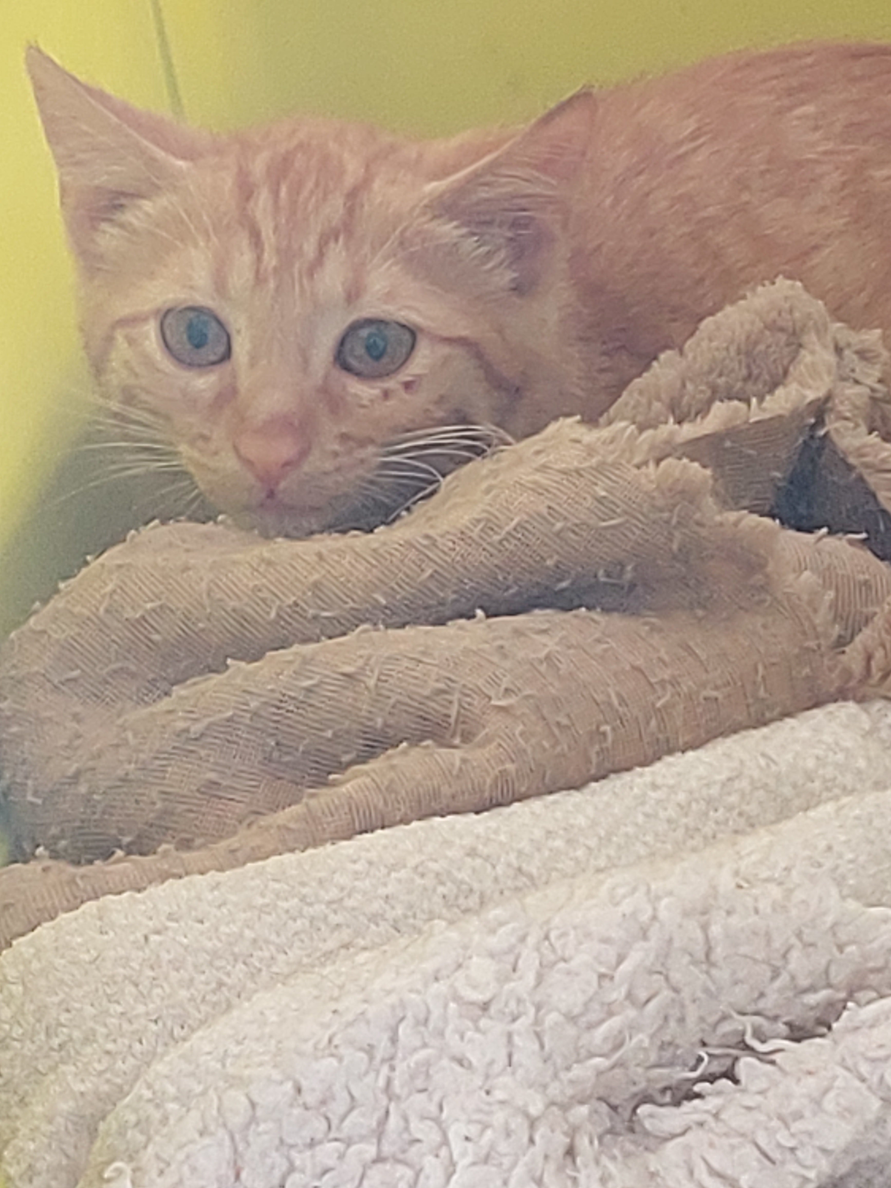 GINÉS