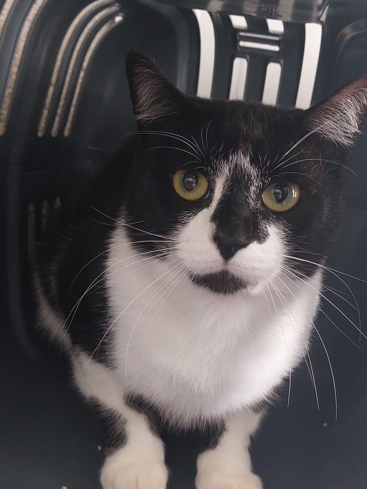 RICKY