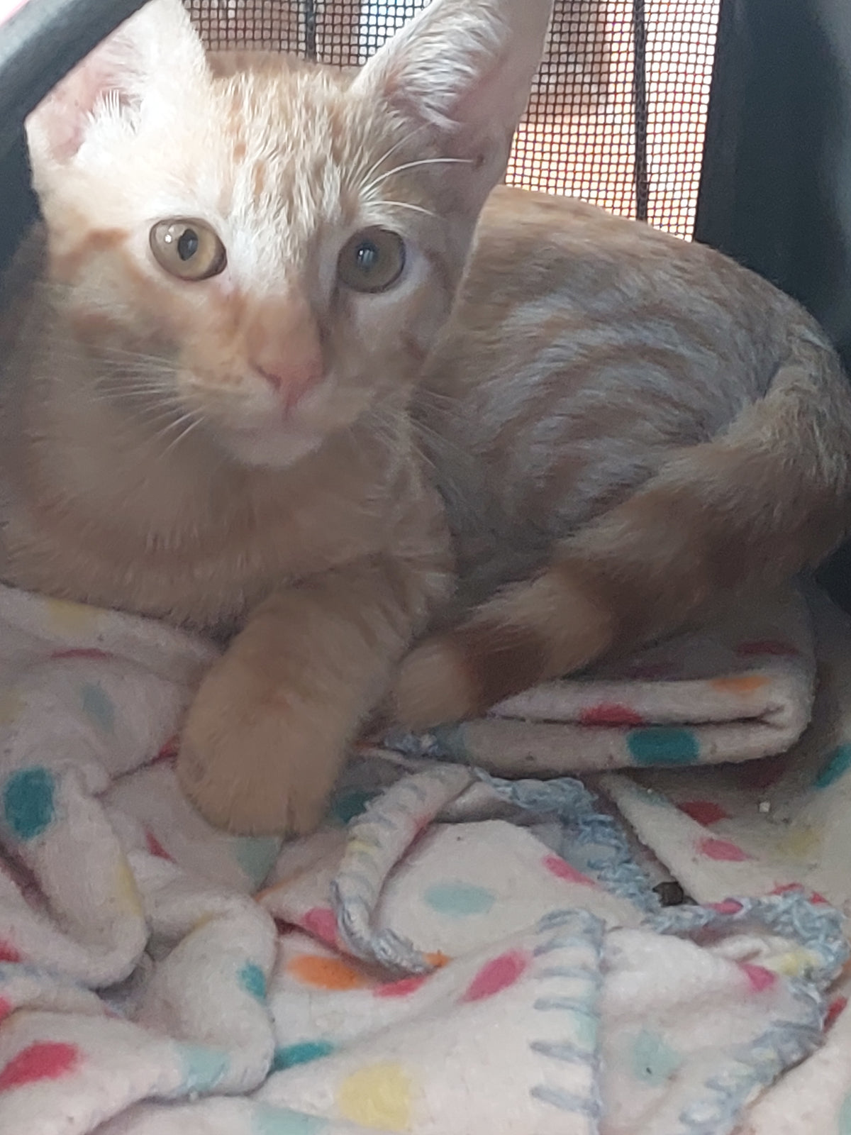 Cheddar