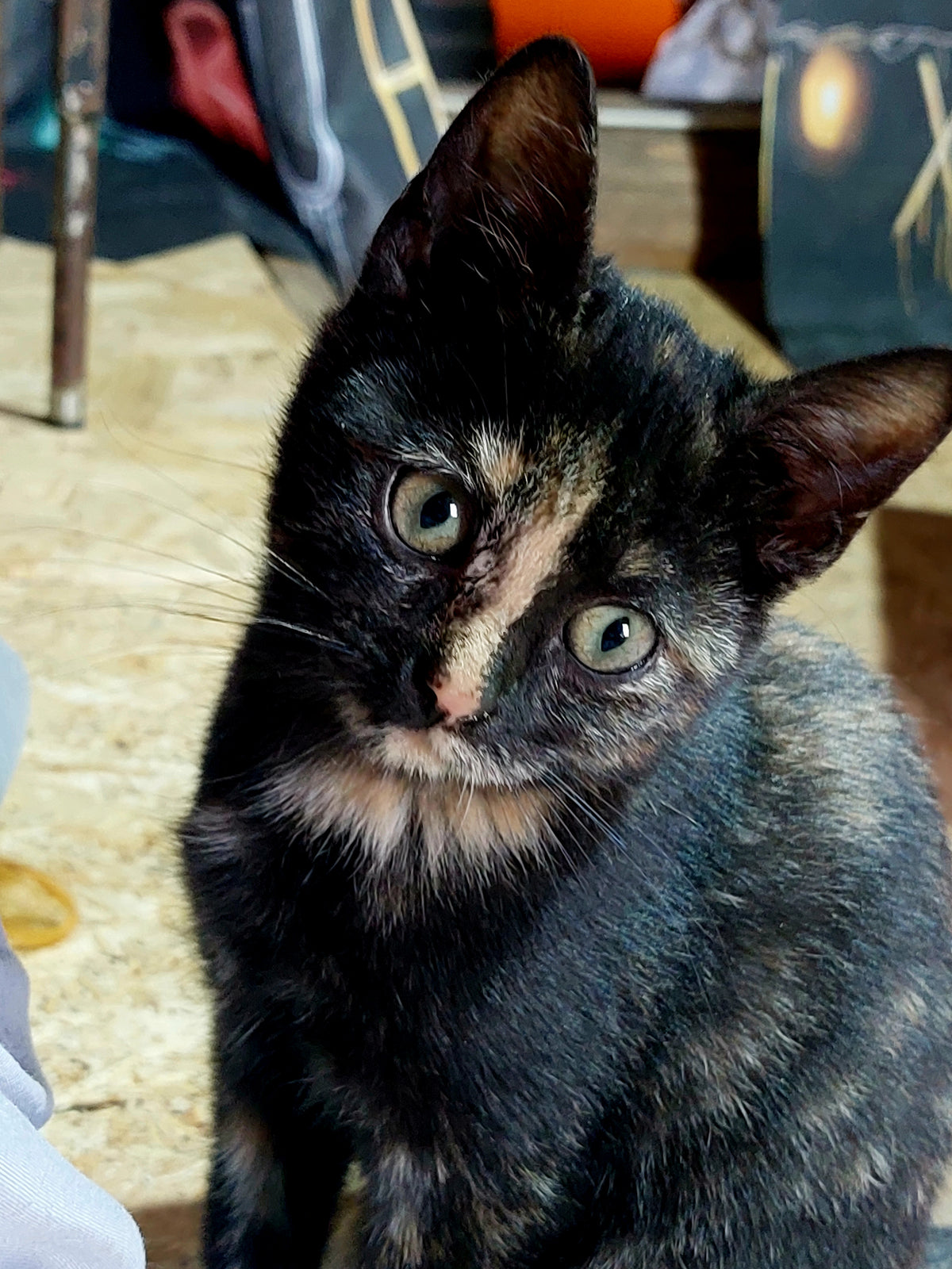 Pomba 6