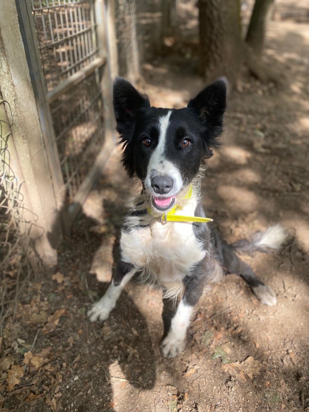 Makala[pre adoptada]