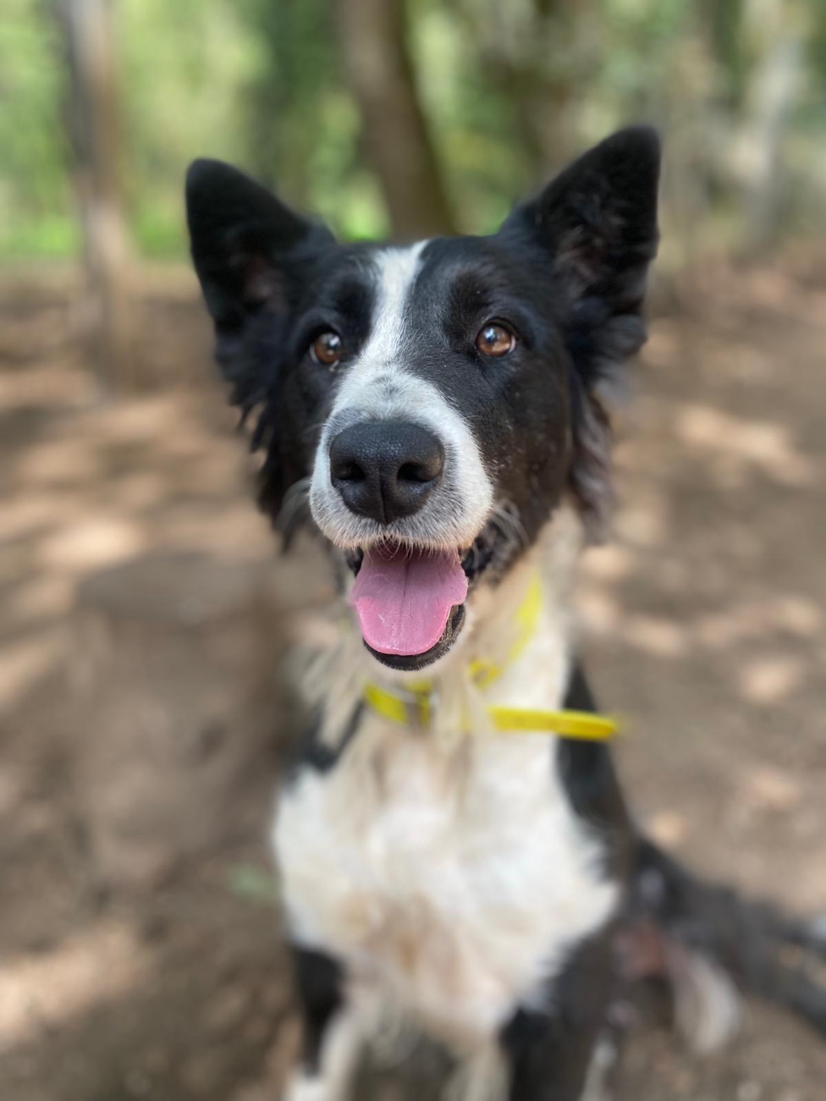 Makala[pre adoptada]