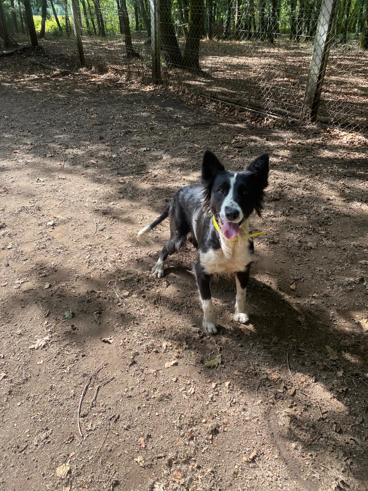 Makala[pre adoptada]