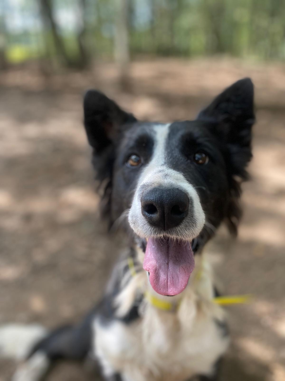 Makala[pre adoptada]