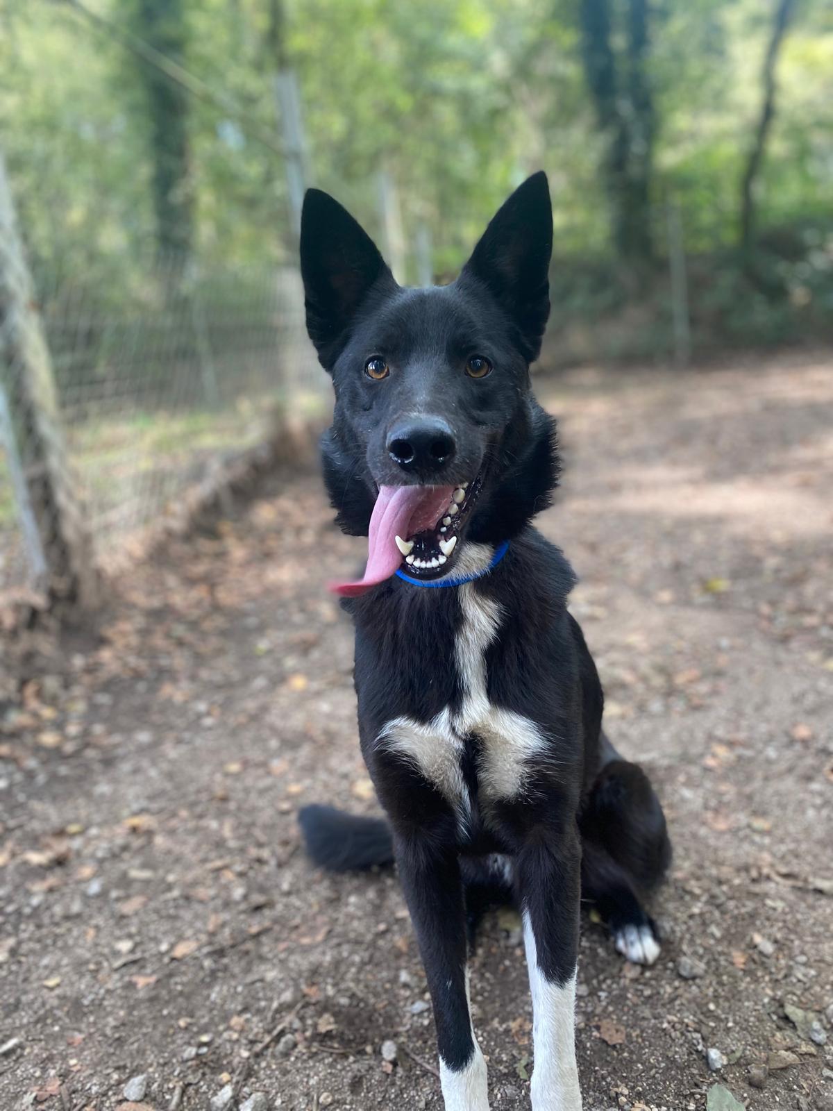 Valan[pre adoptado]