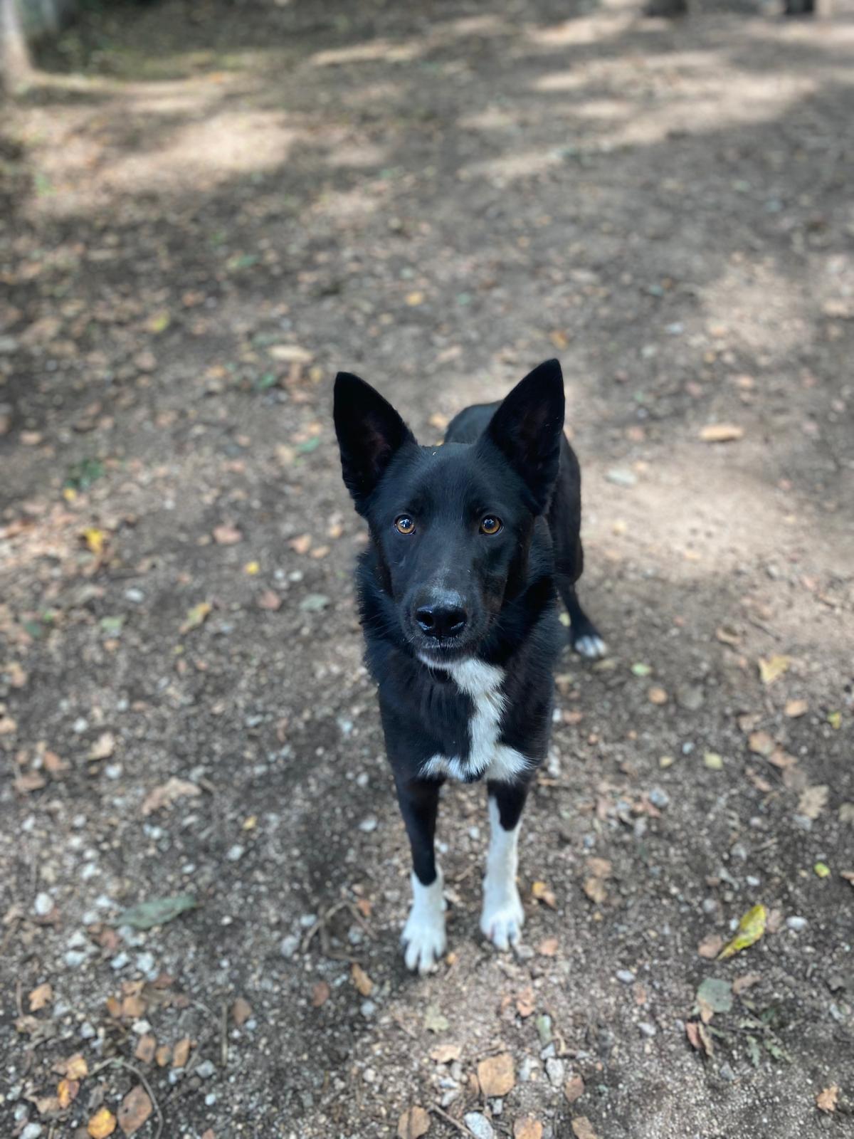 Valan[pre adoptado]