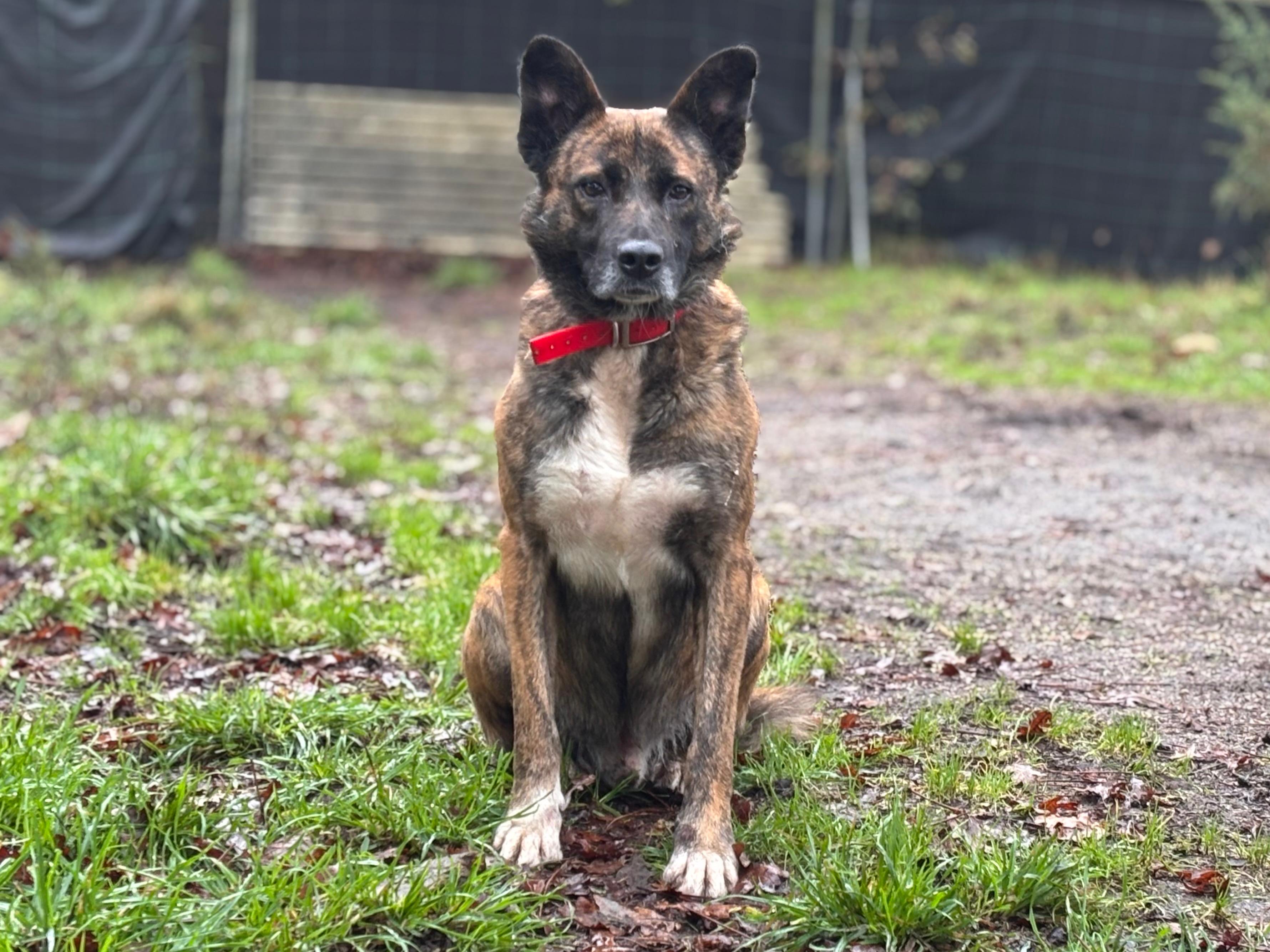 Sollio[pre adoptado]