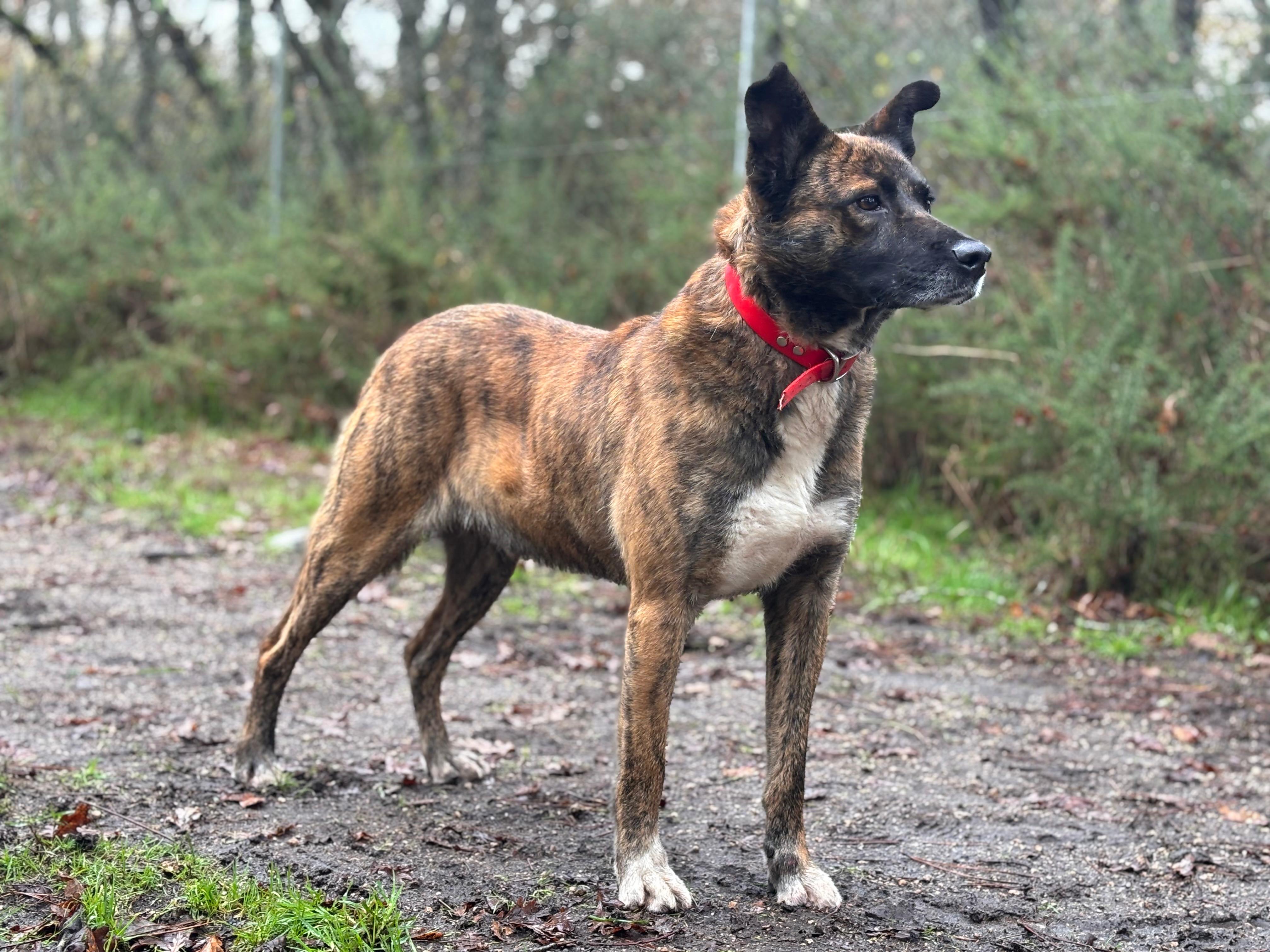 Sollio[pre adoptado]