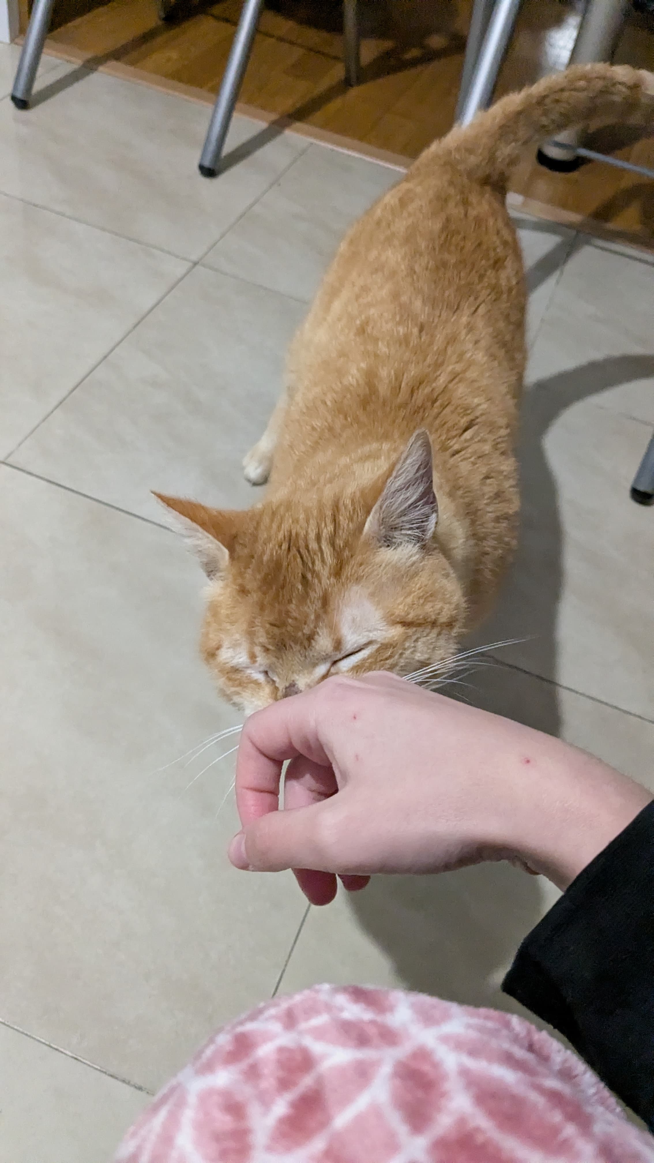 MANDARINO