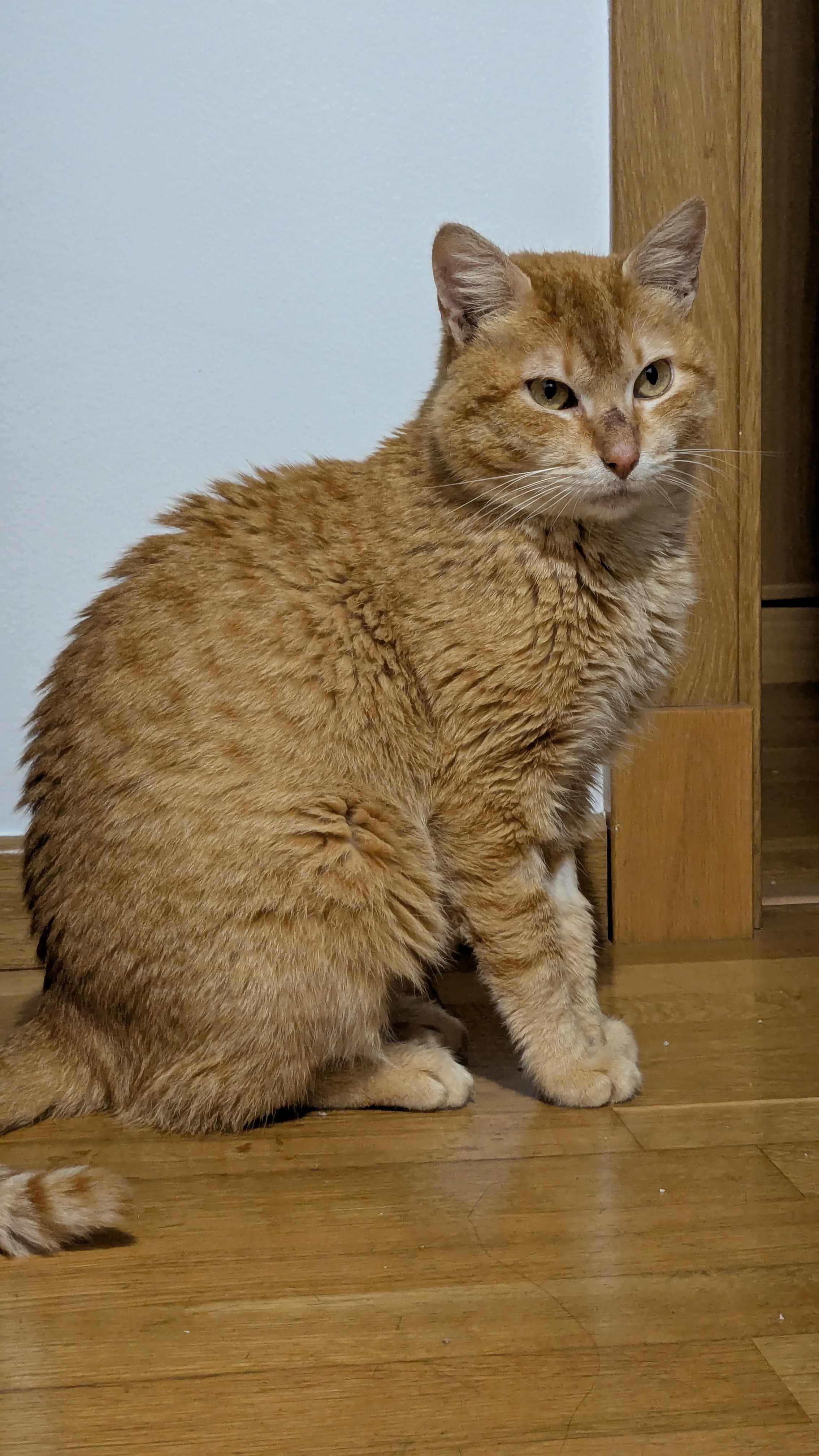 MANDARINO