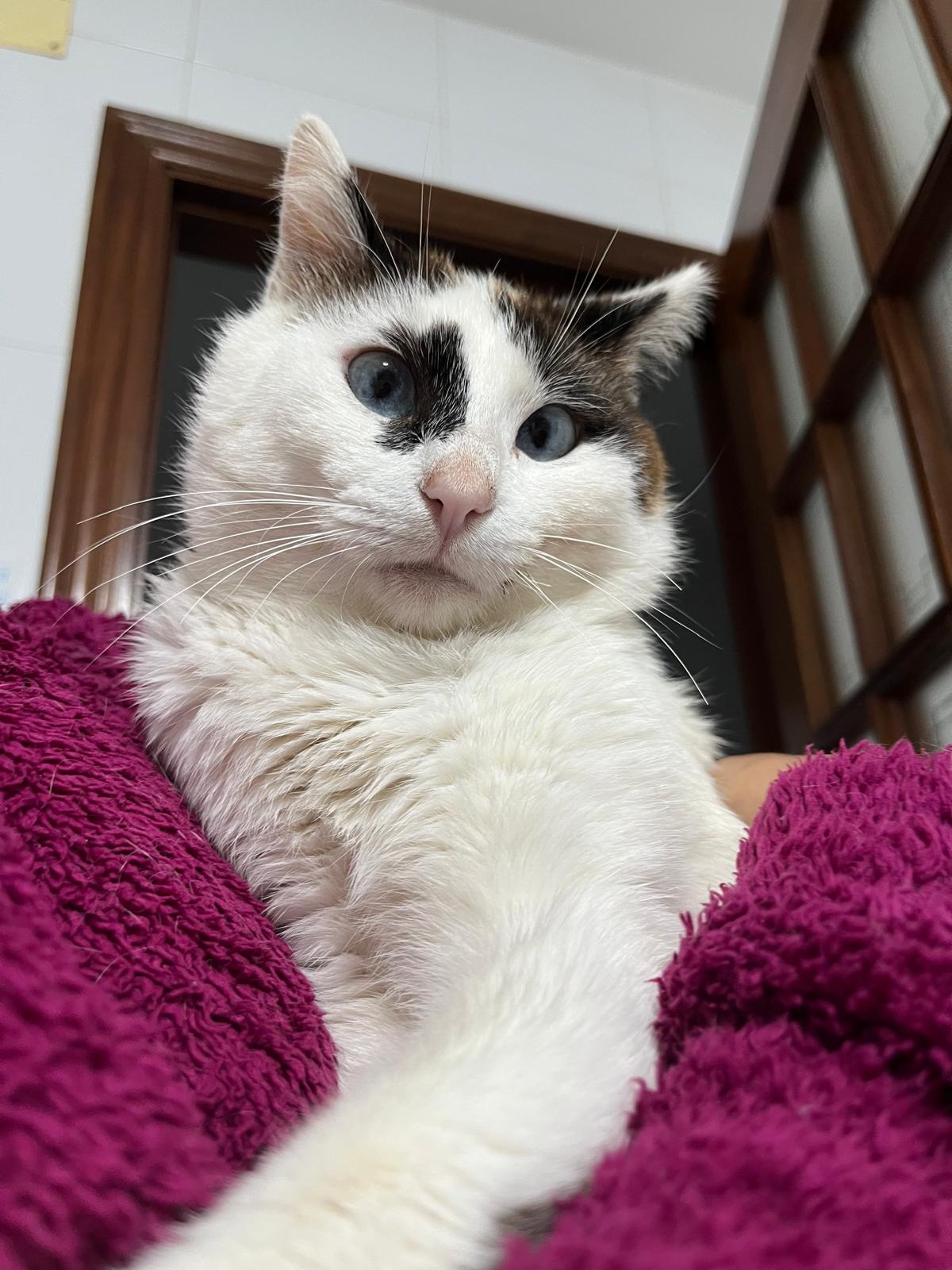 Louzán