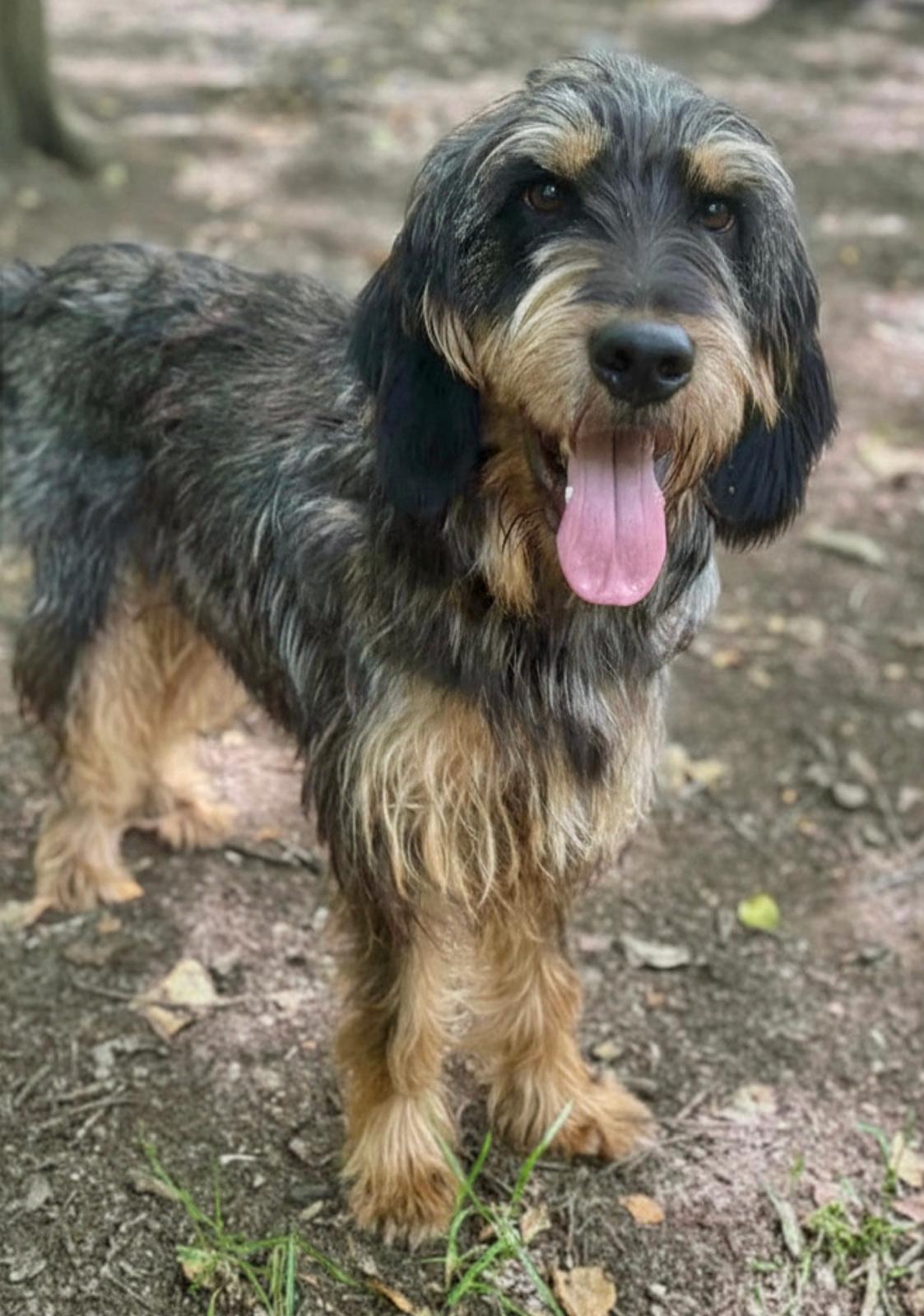 Apolo