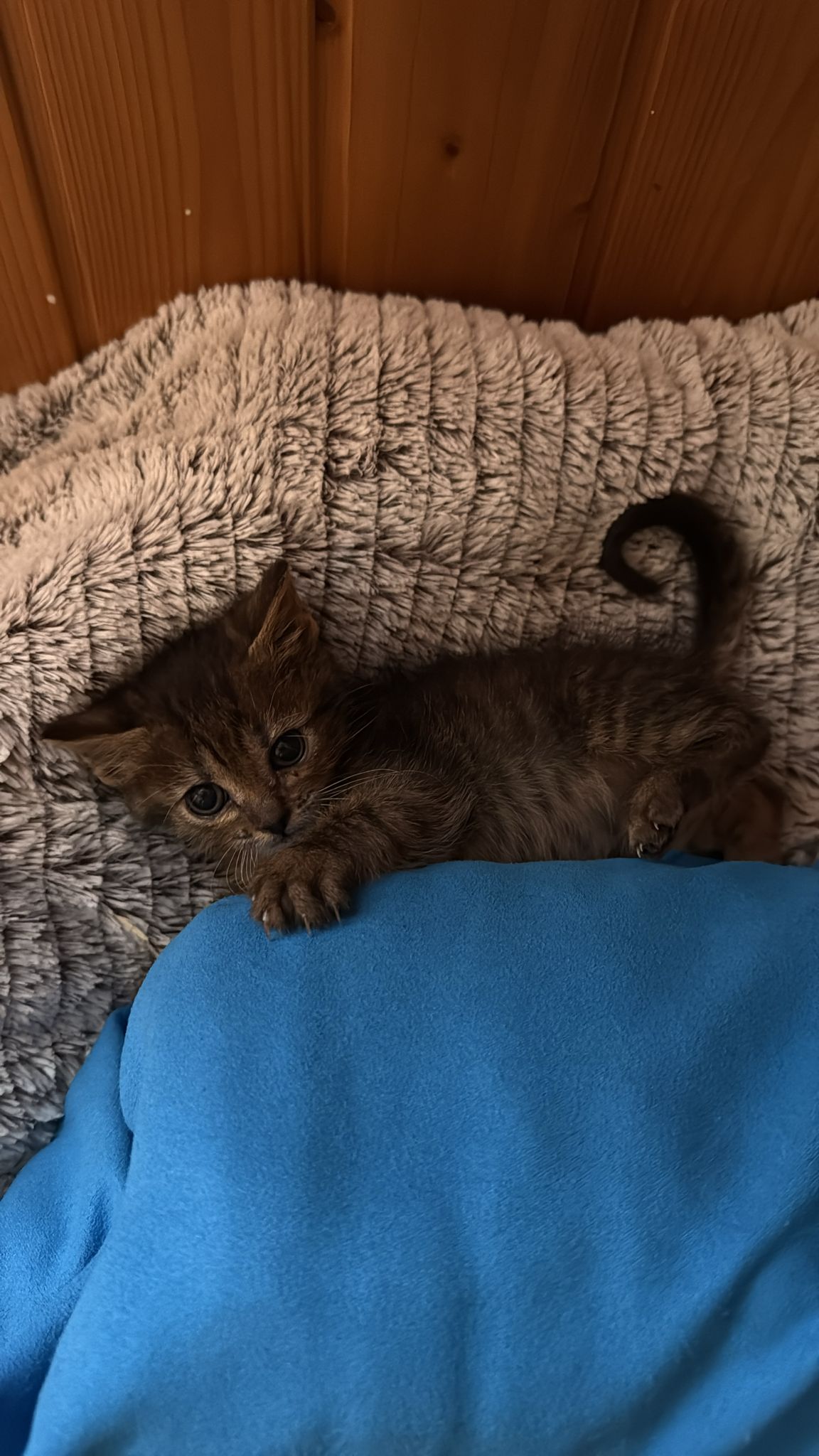 TOM 1