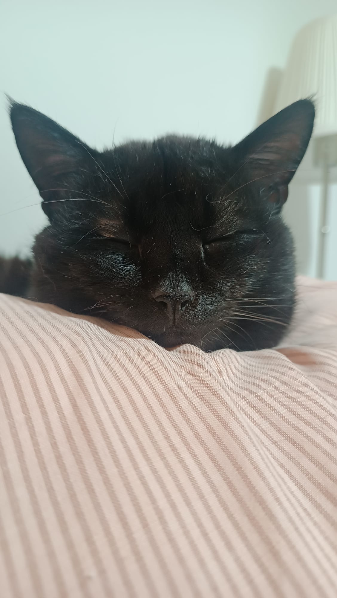ROMEO